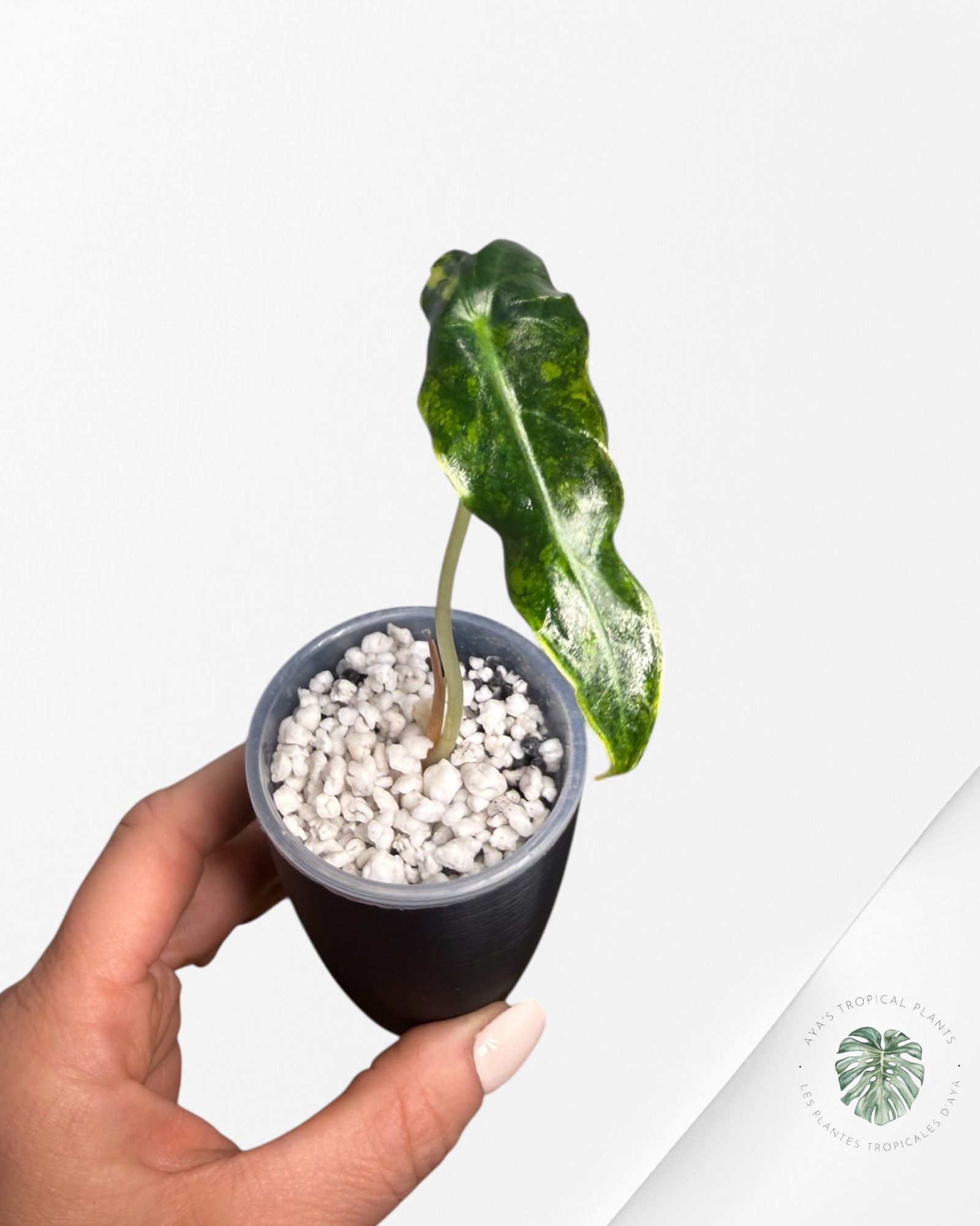 Alocasia Sanderiana 'Bull' Aurea panaché