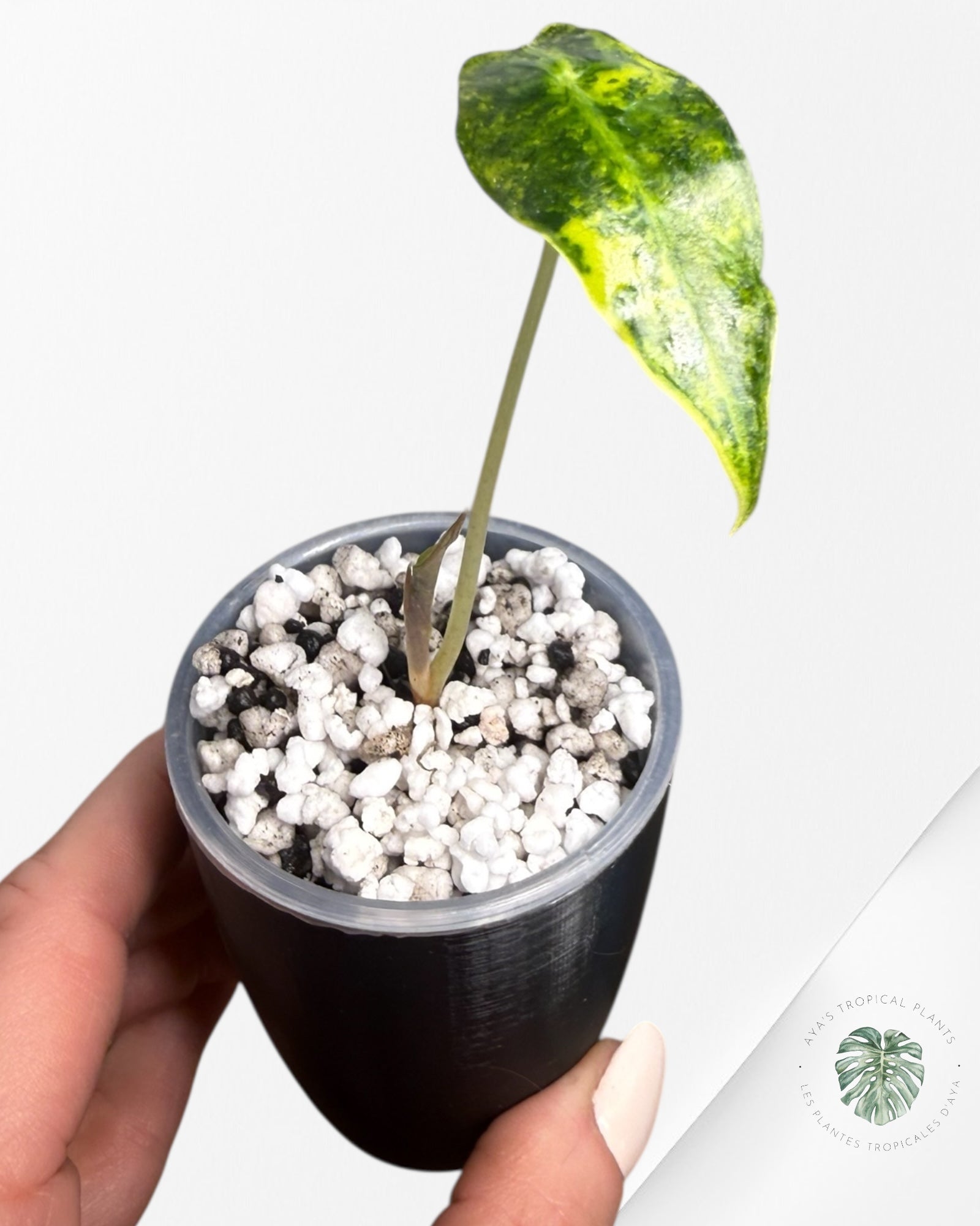 Alocasia Sanderiana ‘Bull’ Aurea Variegated