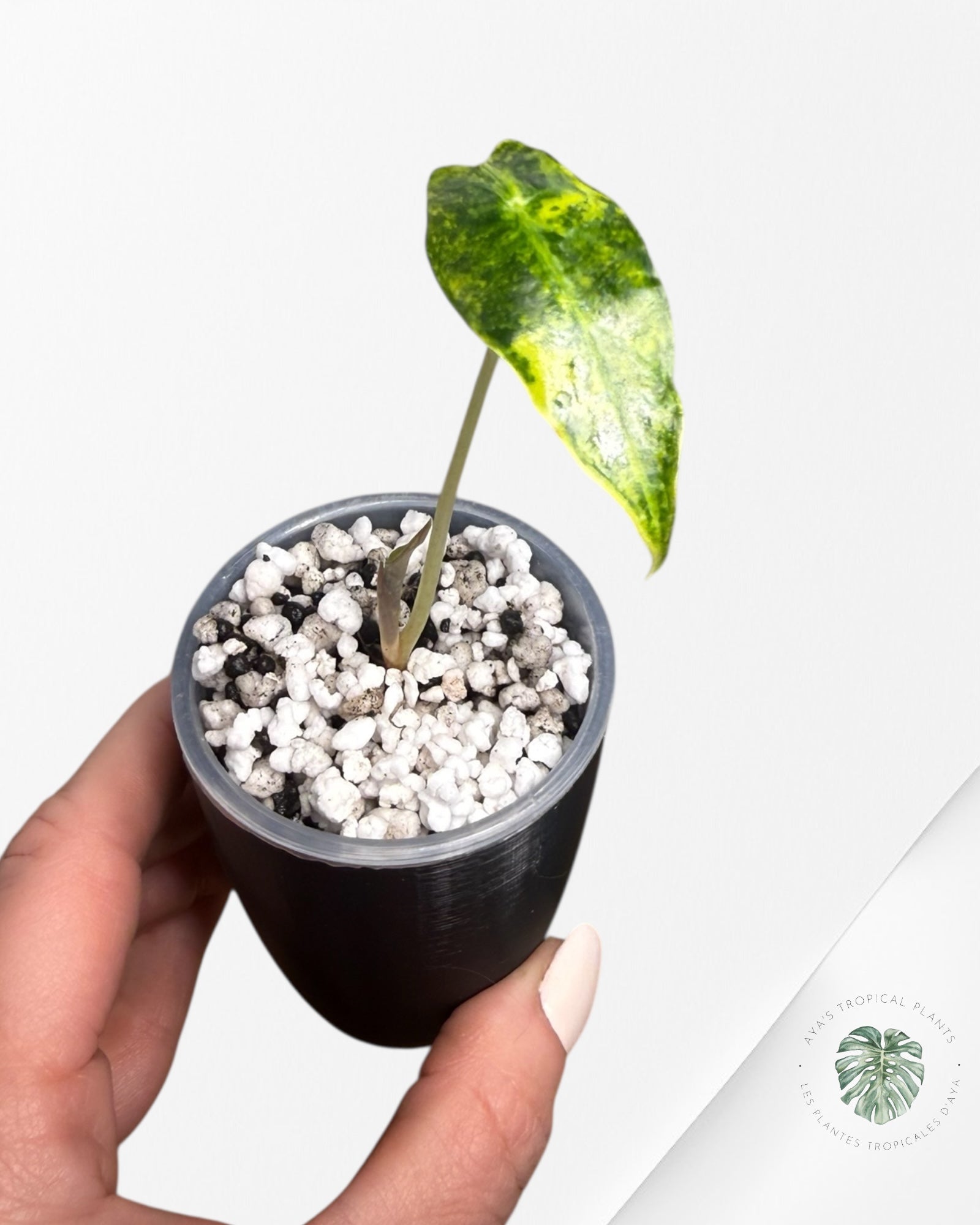 Alocasia Sanderiana ‘Bull’ Aurea Variegated