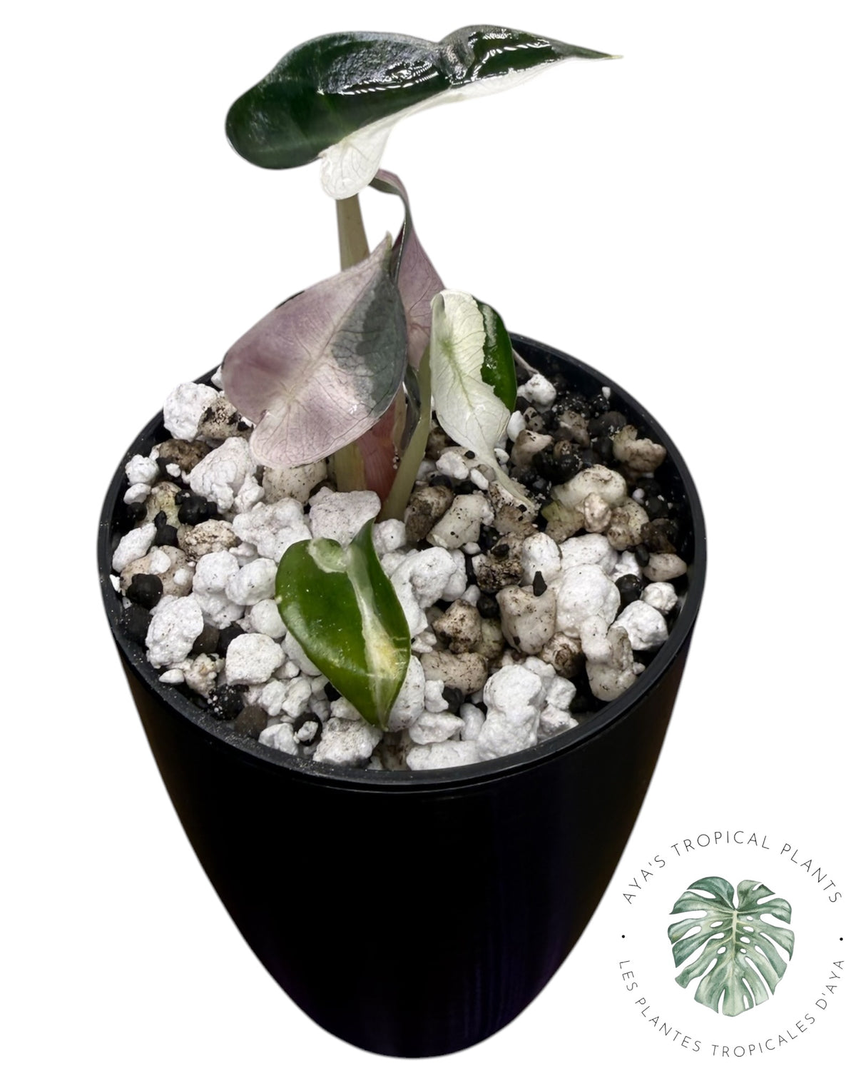 Alocasia Bambino Lava Panaché