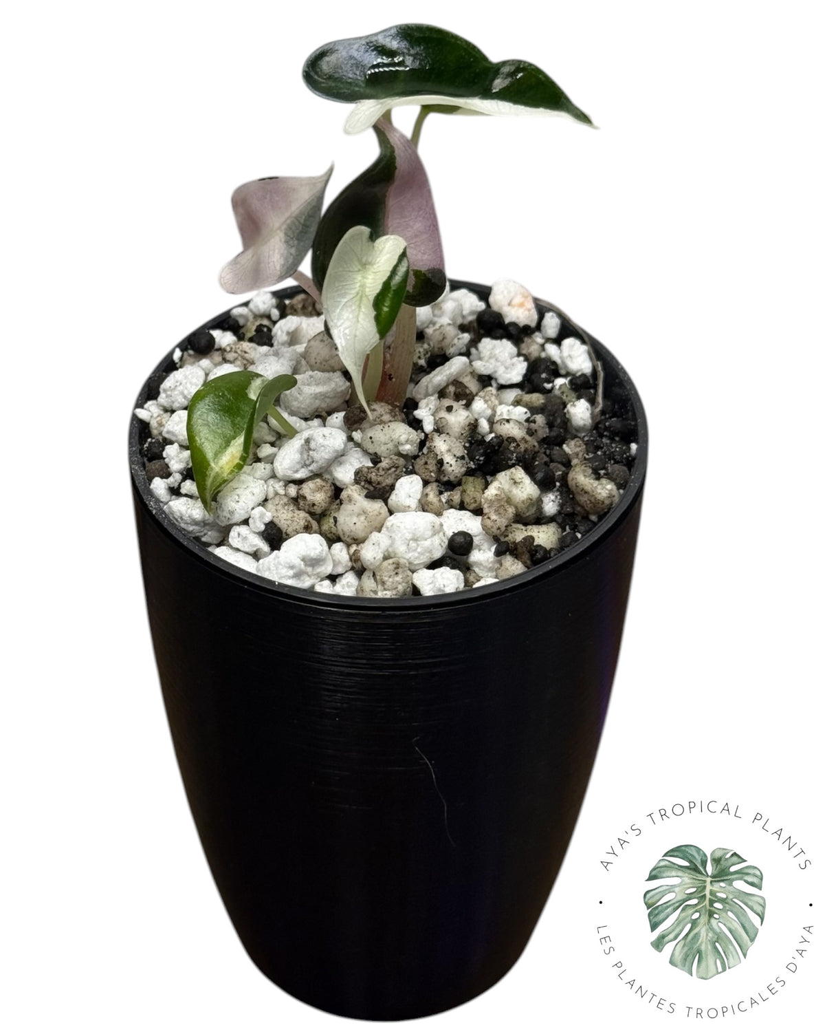 Alocasia Bambino Lava Panaché
