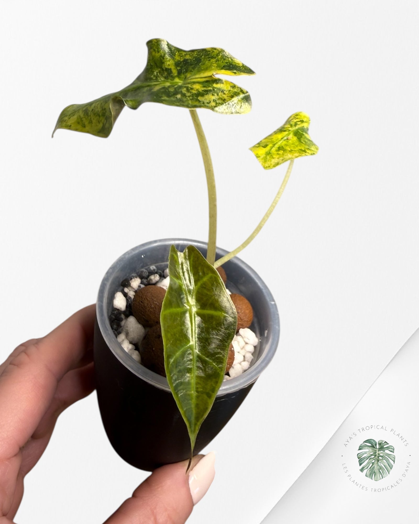 Alocasia Sanderiana ‘Bull’ Aurea Variegated