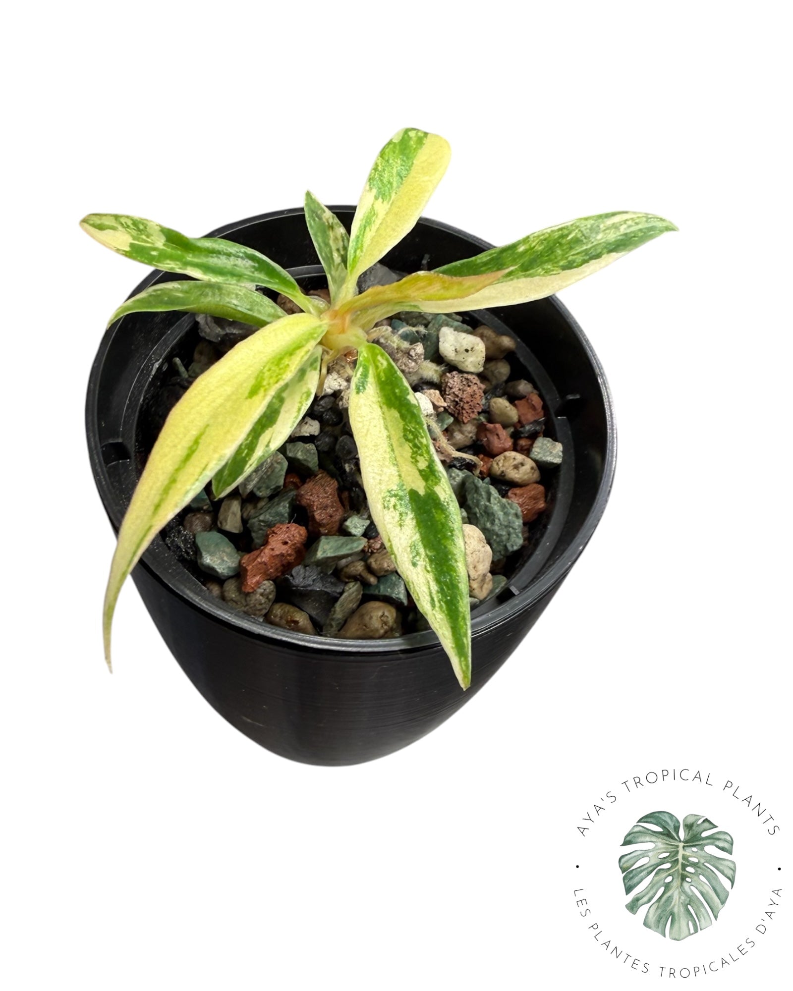 Philodendron Tortum Variegated