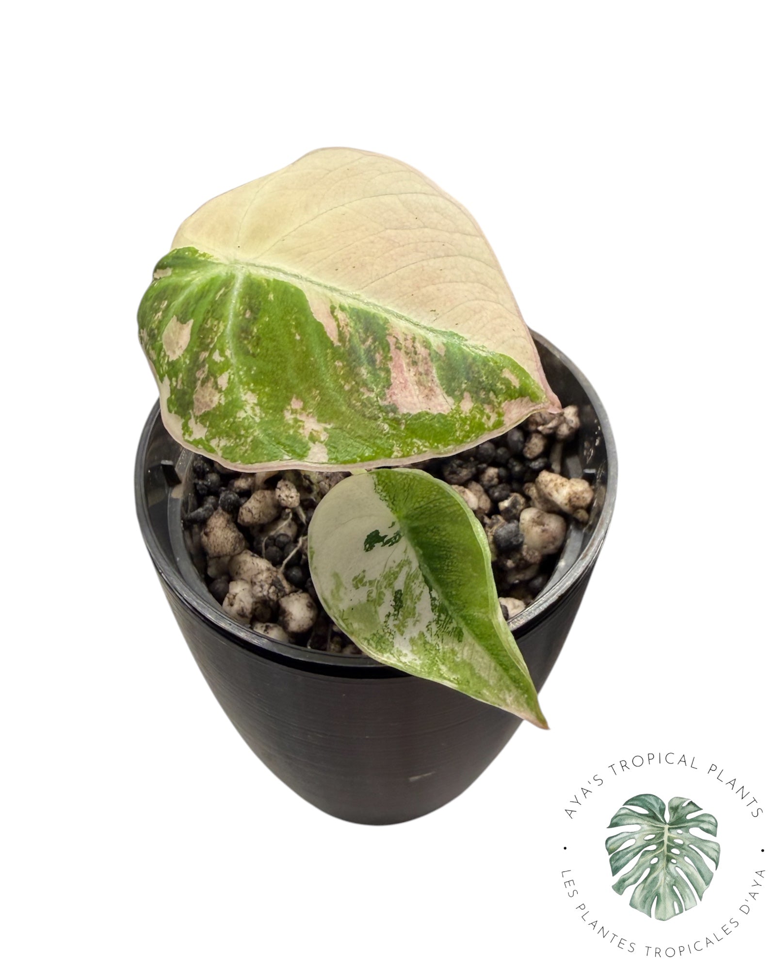 Alocasia Black Velvet Pink Variegated