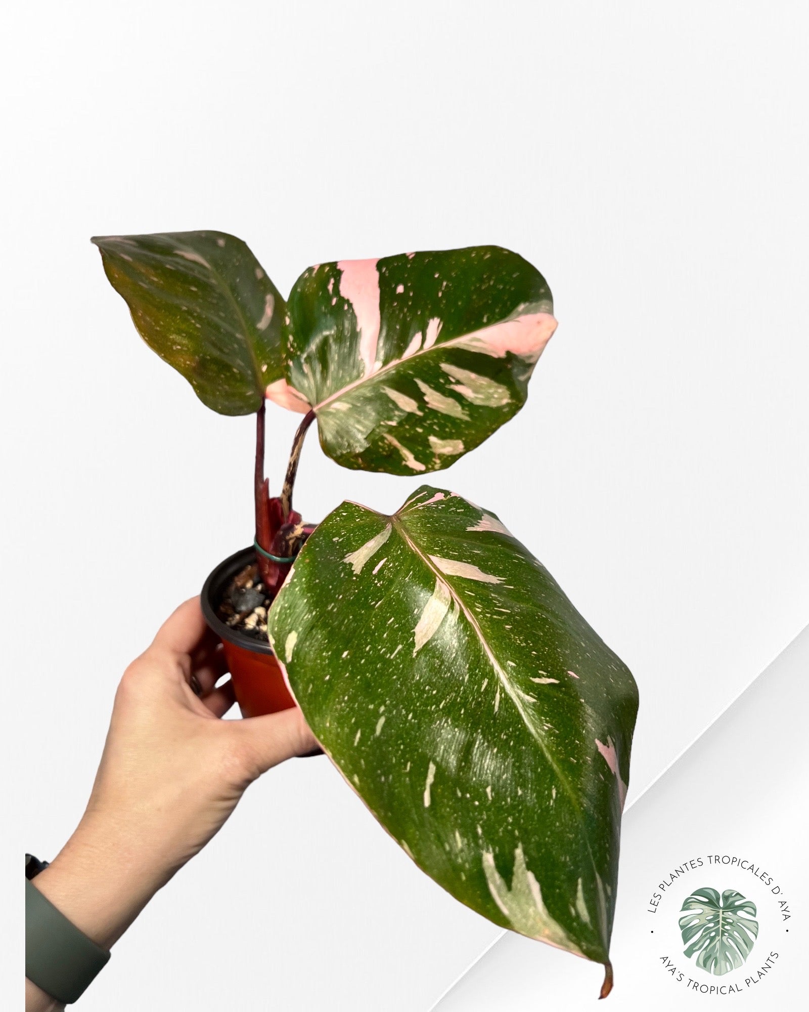 Philodendron Pink Princess Marble KING