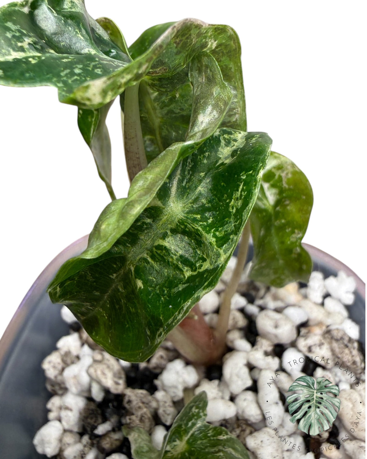 Alocasia Polly Ruby panaché cassé