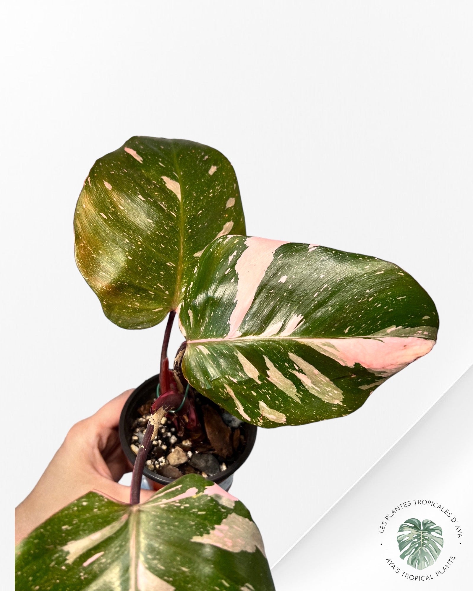 Philodendron Pink Princess Marble KING