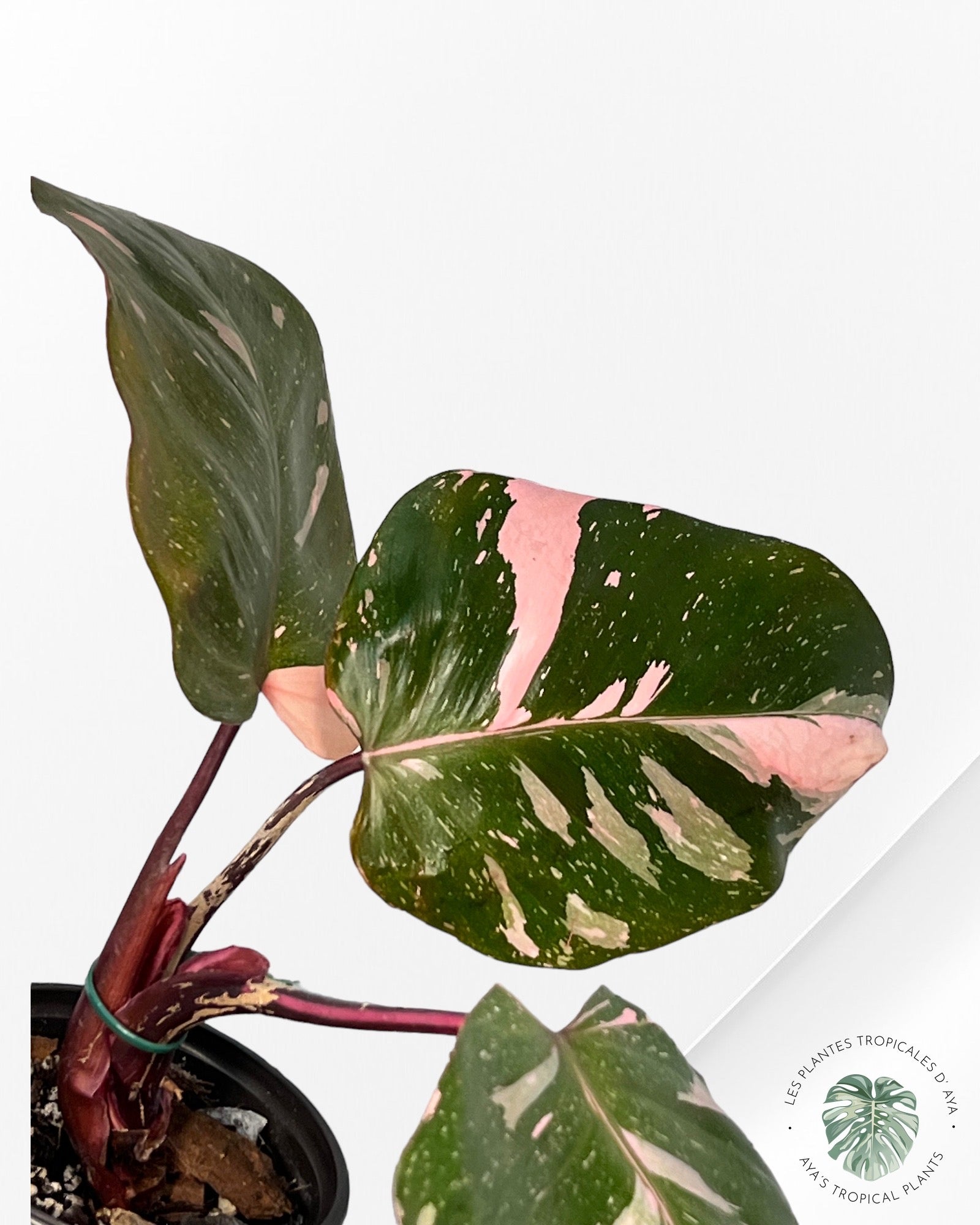 Philodendron Pink Princess Marble KING