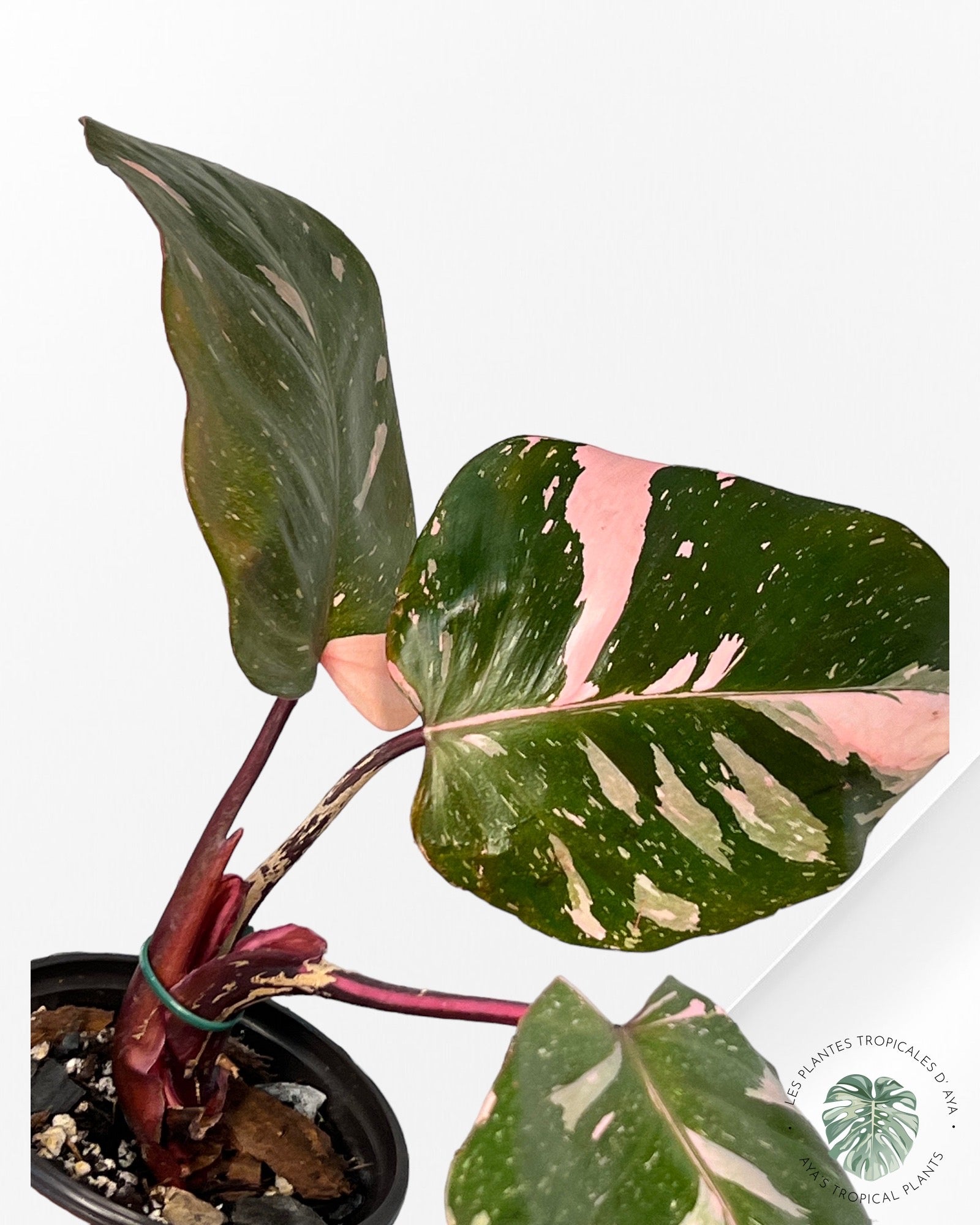Philodendron Pink Princess Marble KING