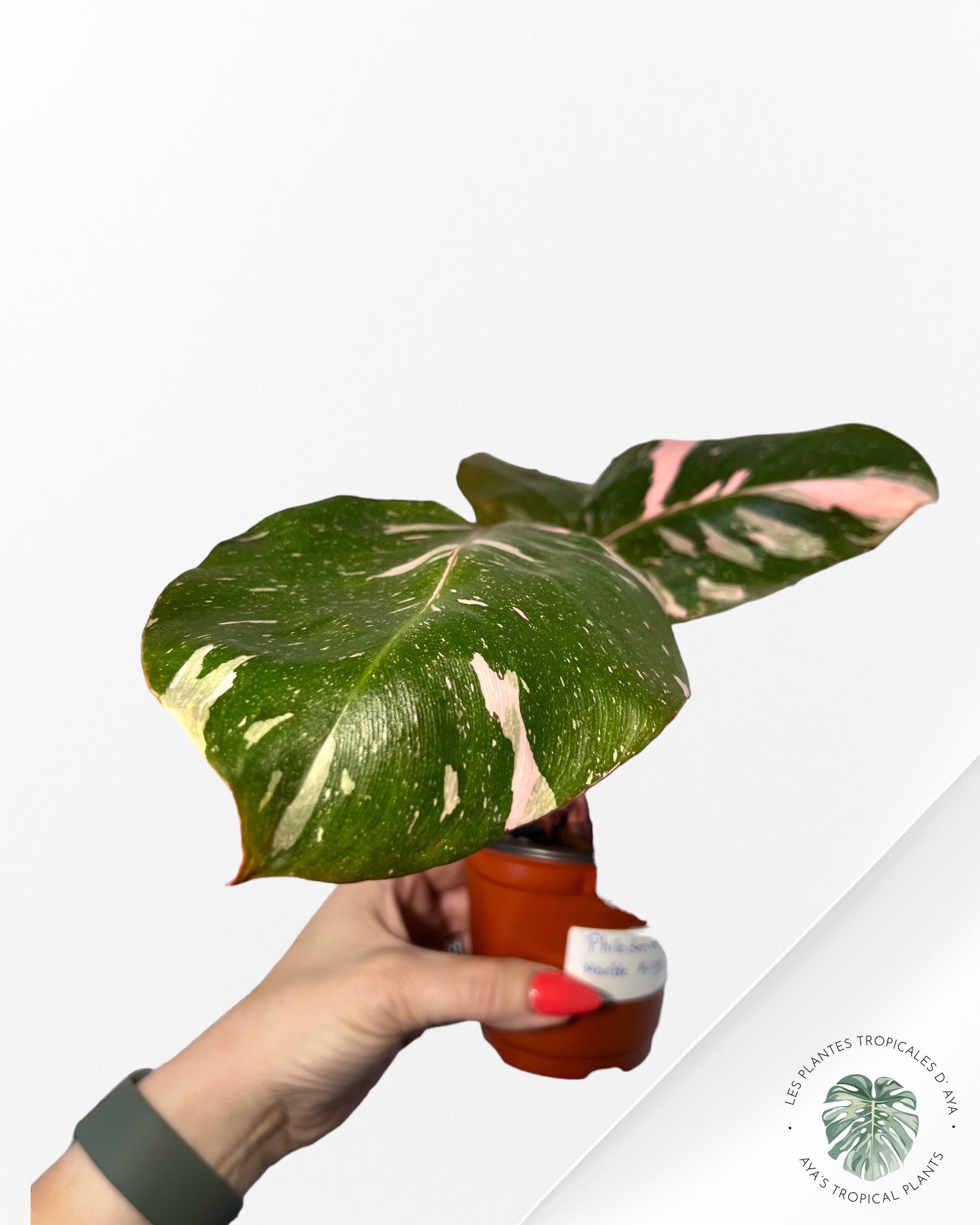 Philodendron Pink Princess Marble KING