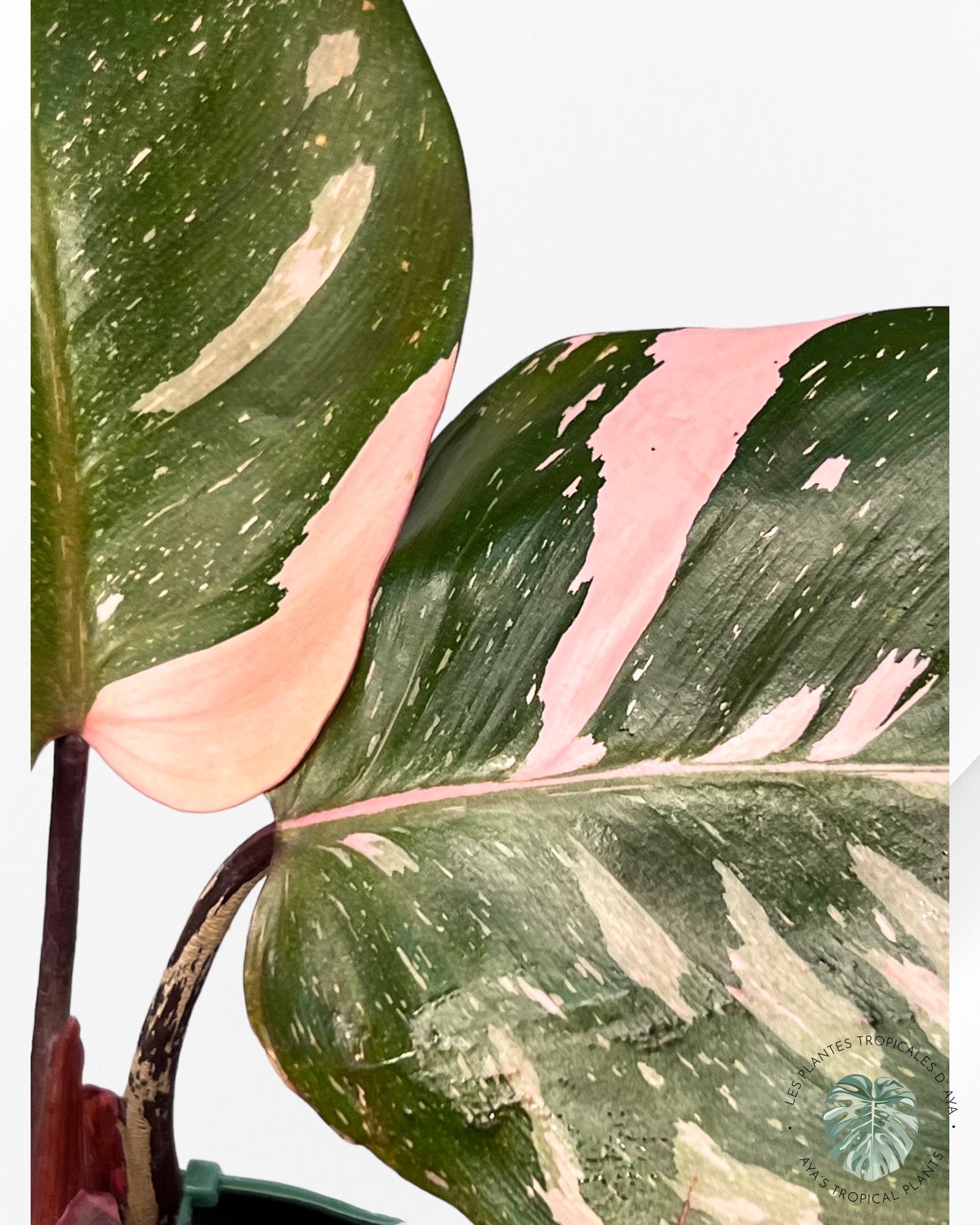 Philodendron Pink Princess Marble KING