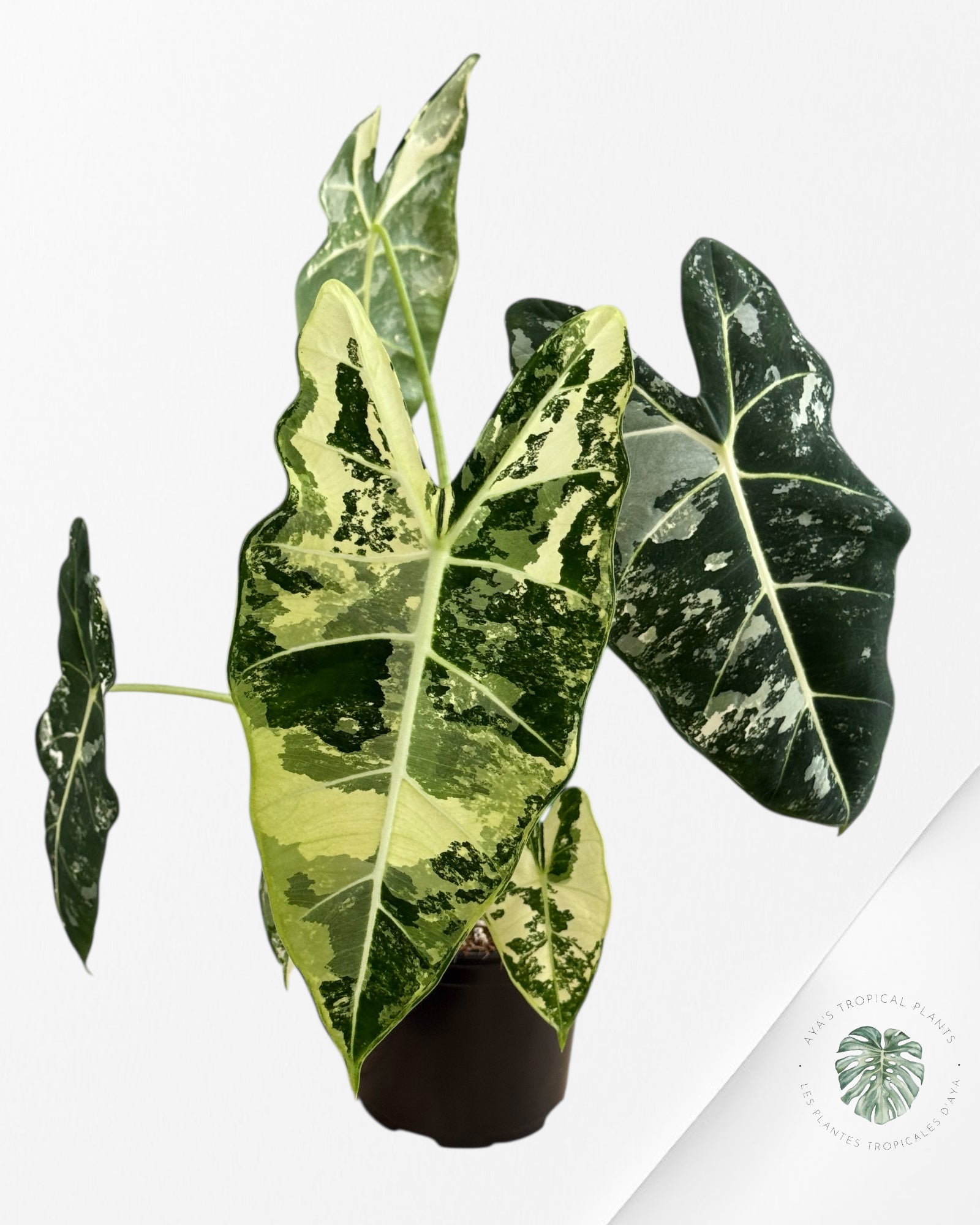 Alocasia Frydek Variegated