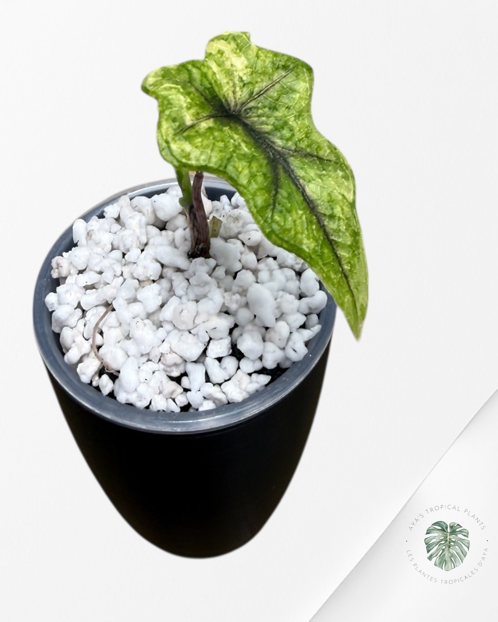 Alocasia Jacklyn Mystic Variegated