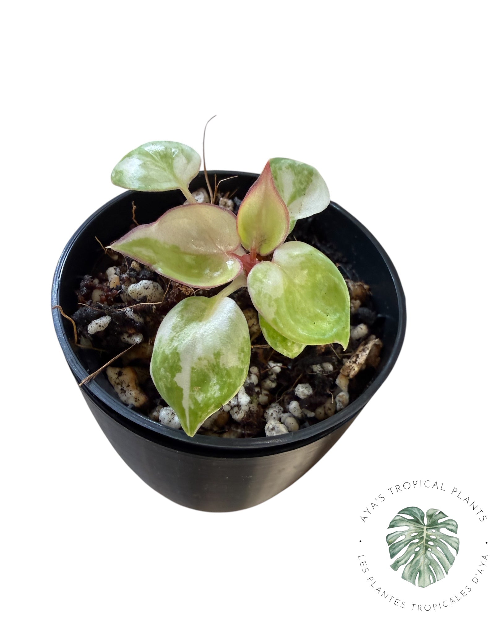 Philodendron Billietiae Variegated