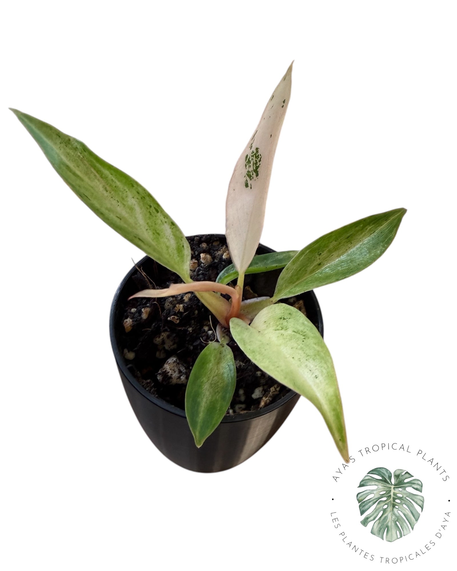 Philodendron Strawberry Caramel Variegated