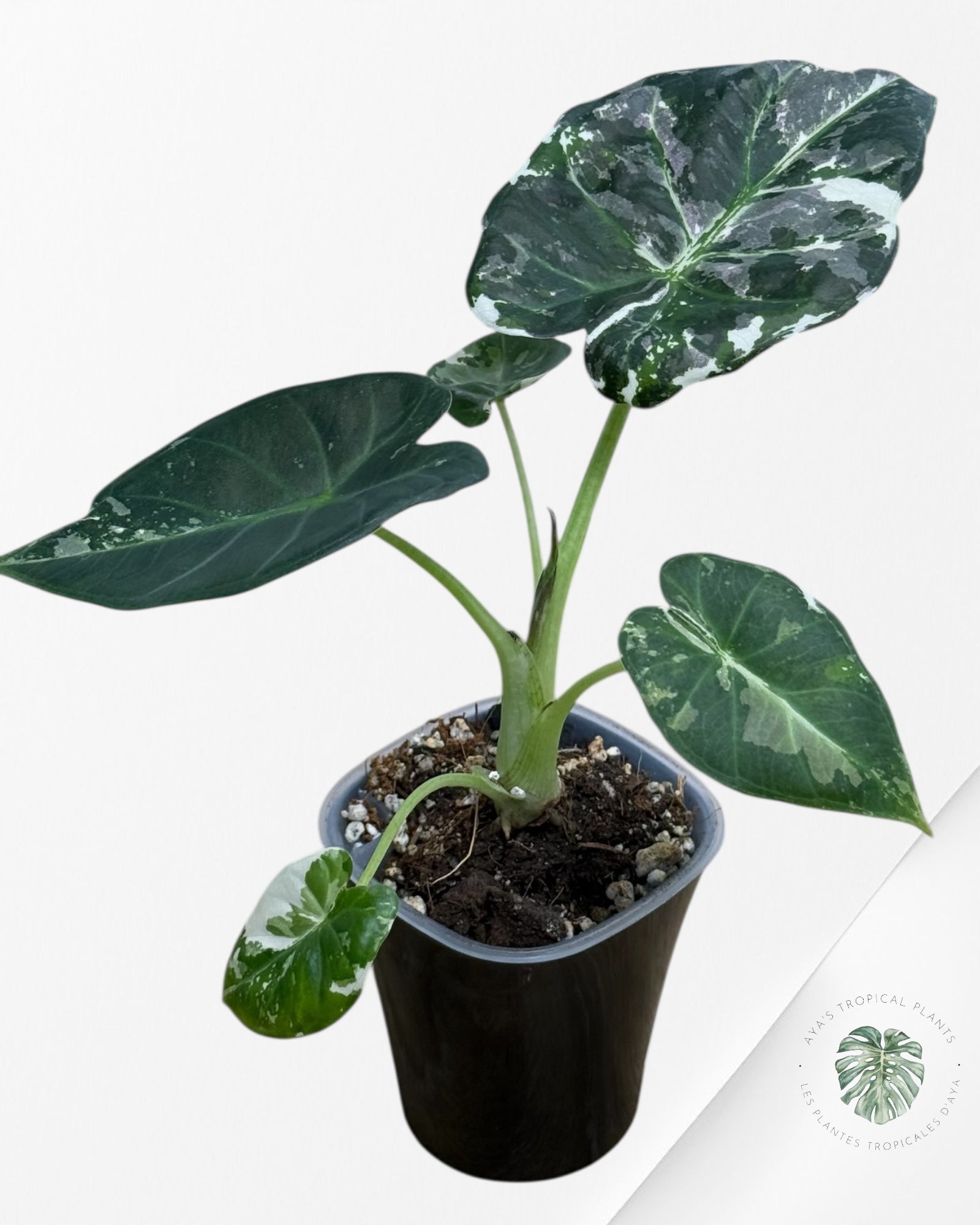Alocasia Regal Shield Albo