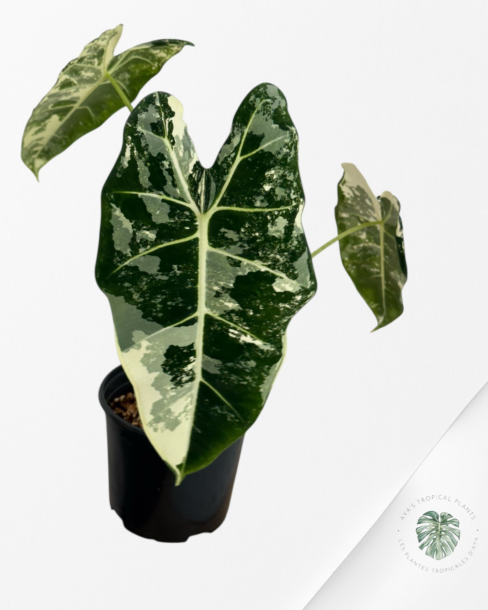 Alocasia Frydek Variegated