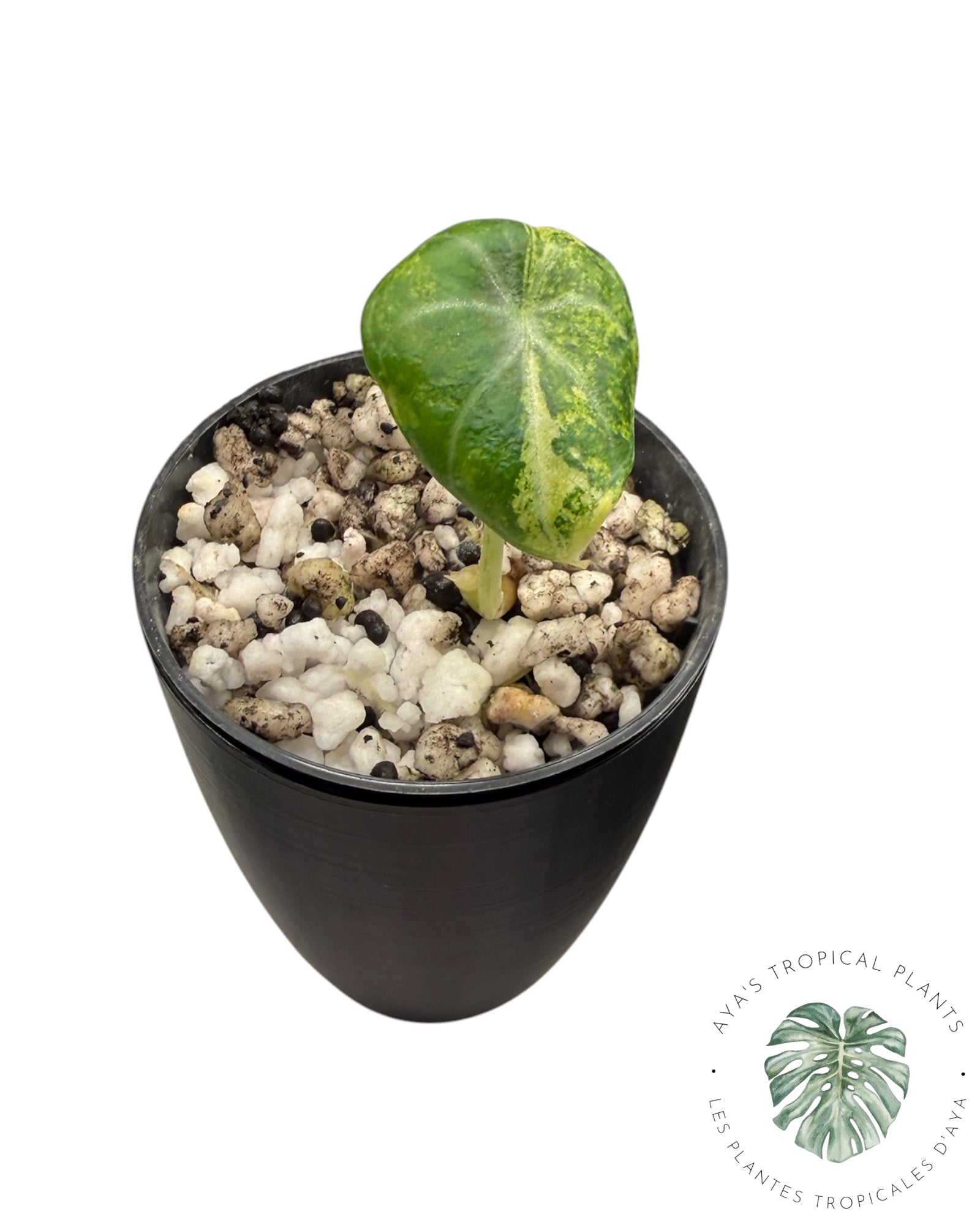Alocasia Ninja Aurea