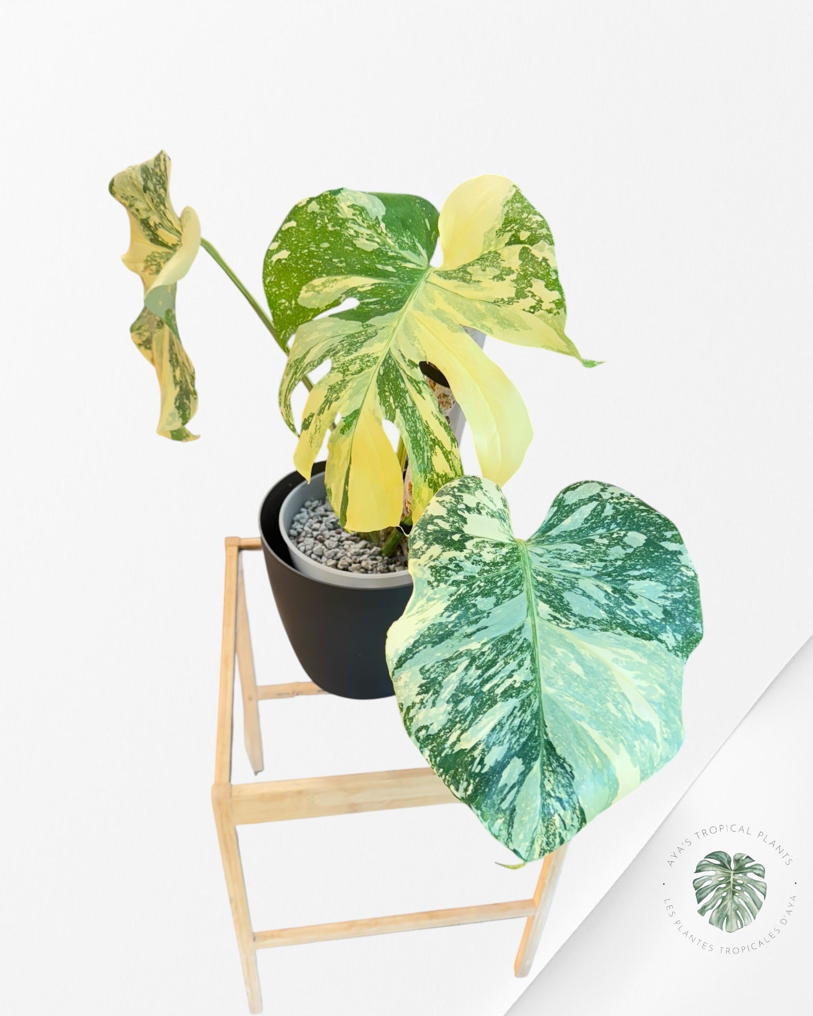 Monstera Thai Constellation Crème Brûlée (Grade A)