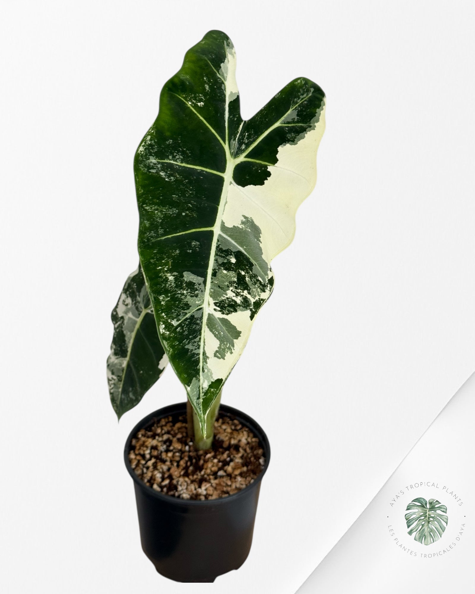 Alocasia Frydek Variegated