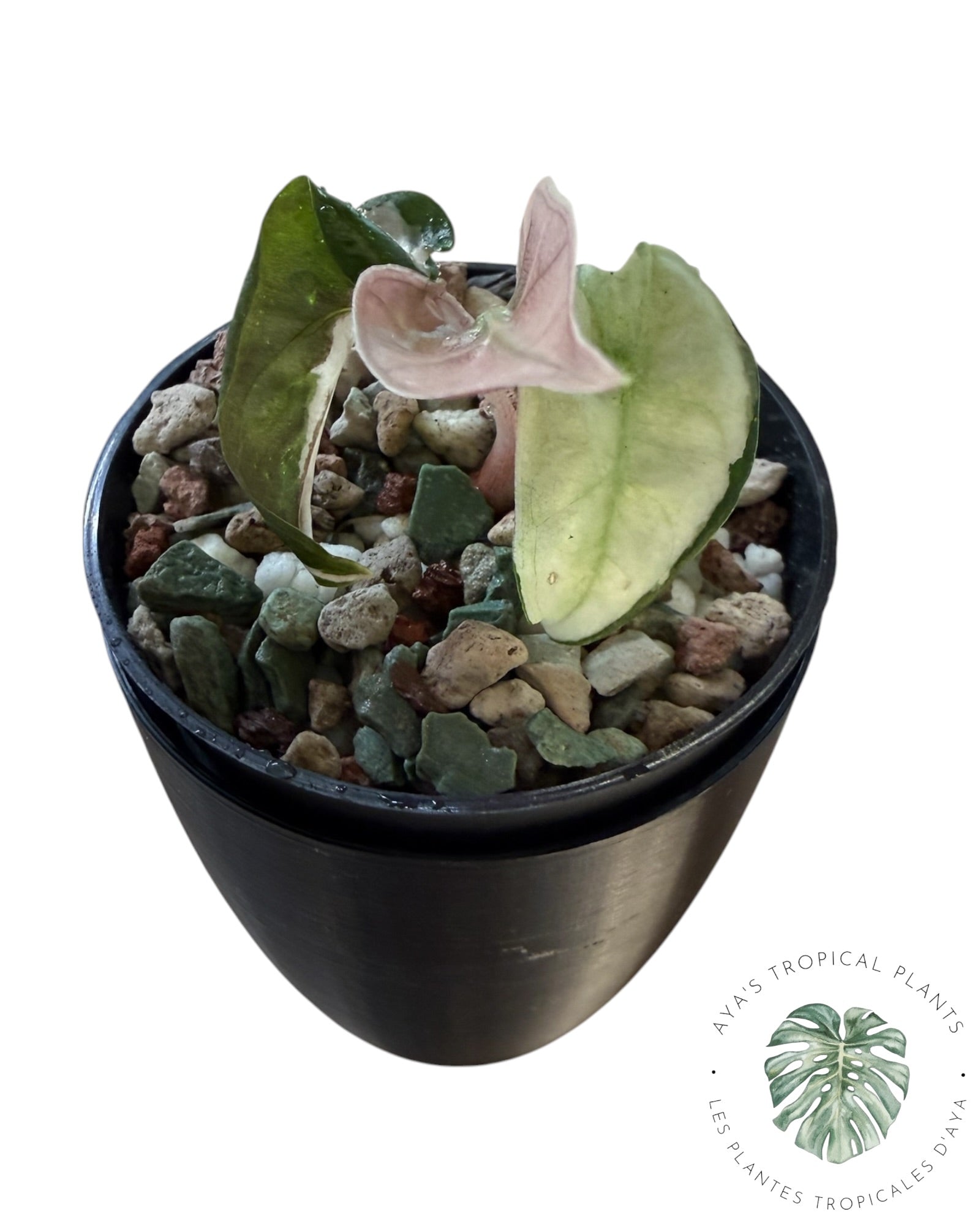 Alocasia Polly Lava Variegated