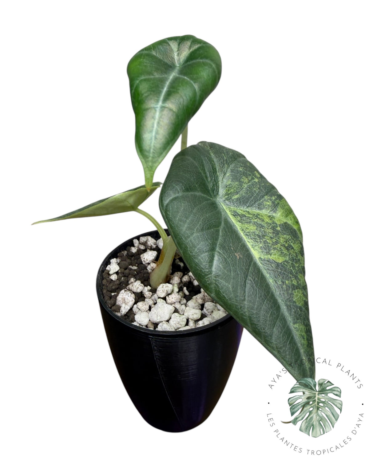 Alocasia Maharani Golden Lime