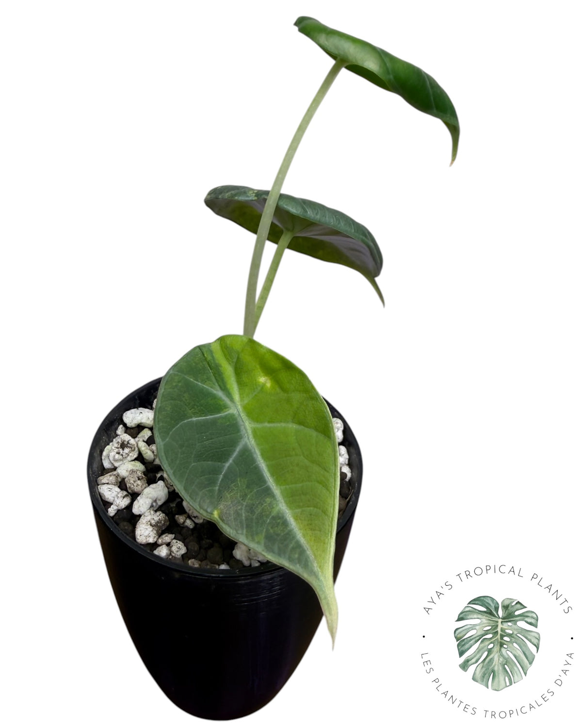 Alocasia Maharani Golden Lime