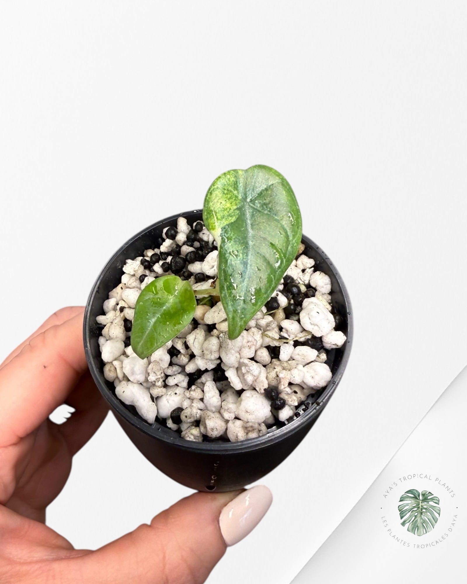 Alocasia Maharani Aurea Variegated