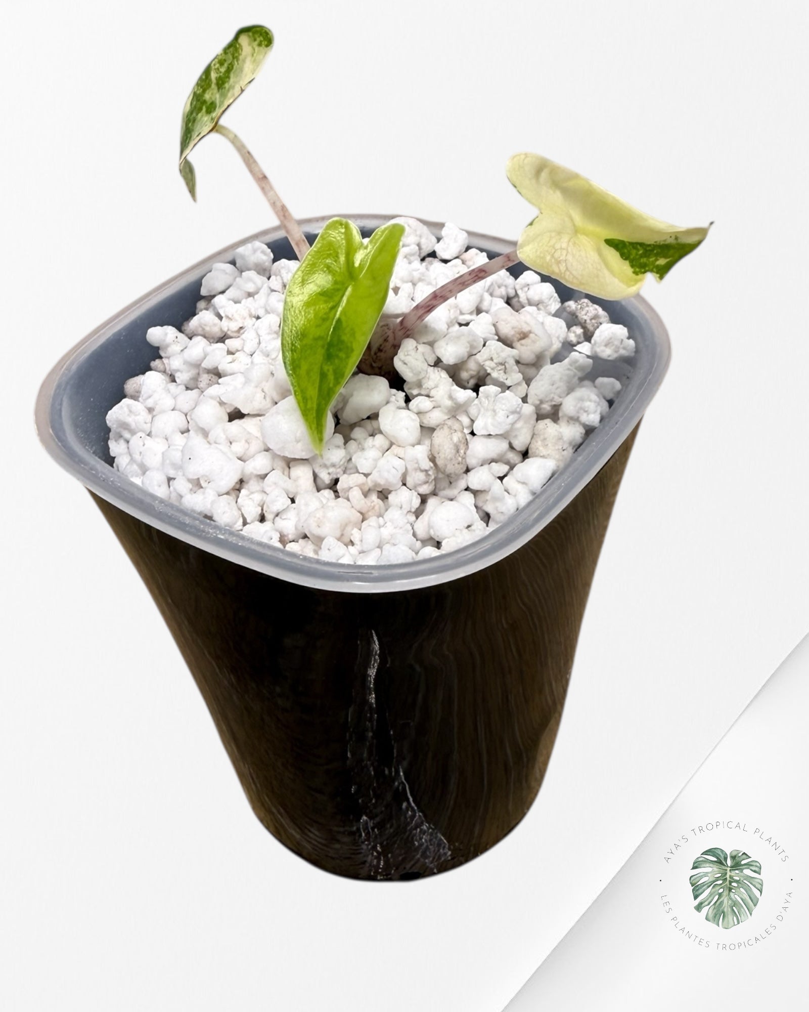 Alocasia Zebrina Thomas Variegated