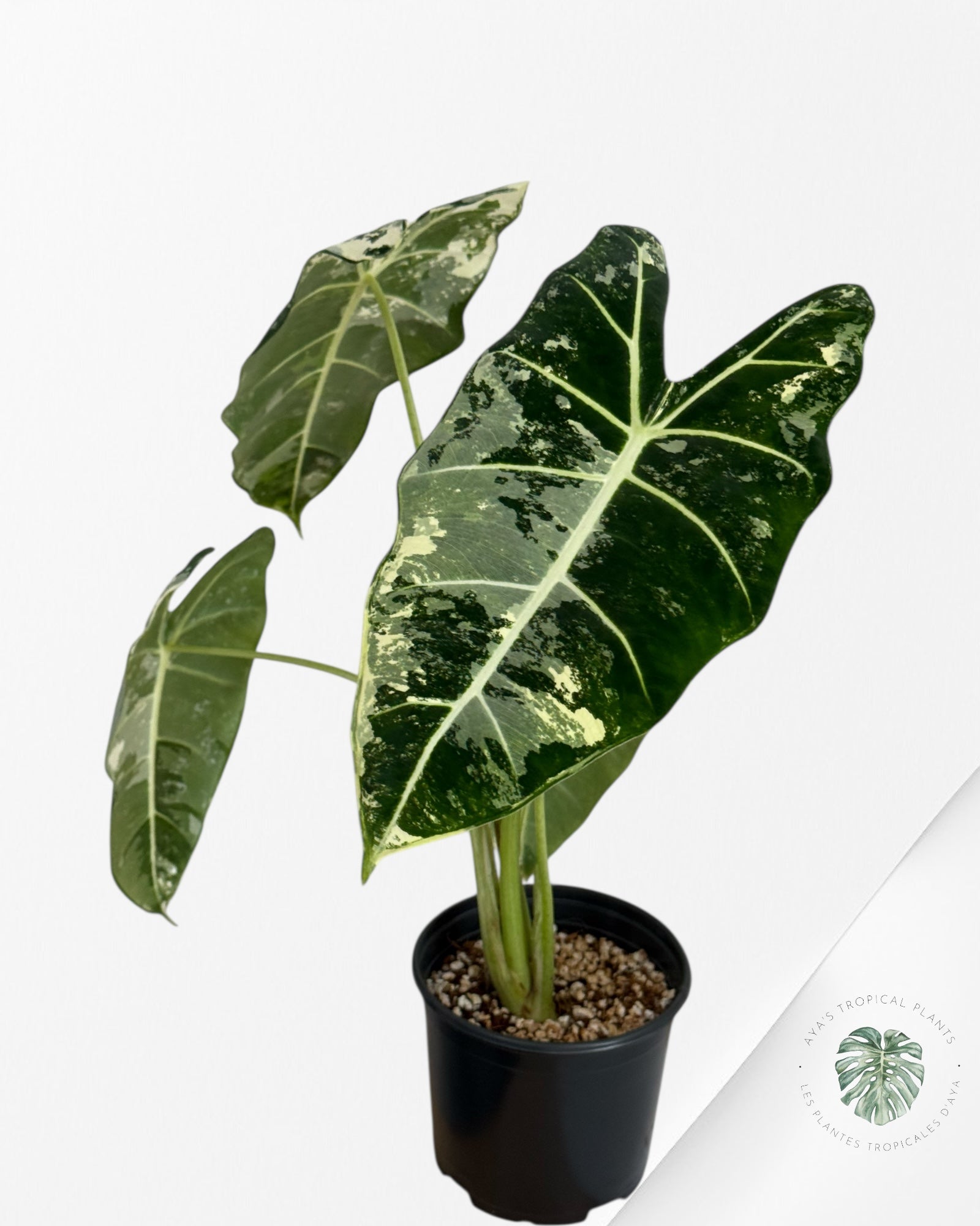 Alocasia Frydek Variegated