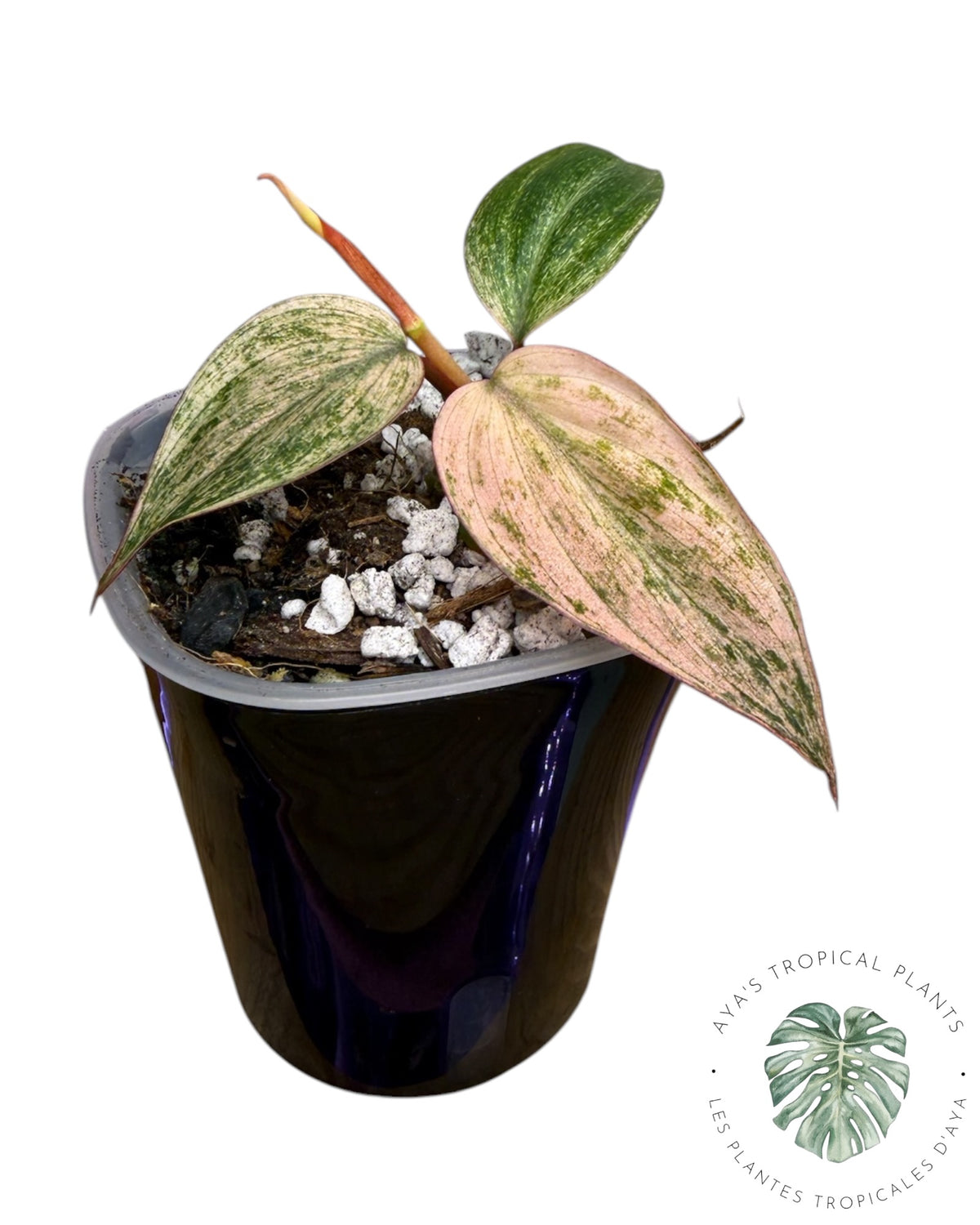 Philodendron Pink Micans Menthe