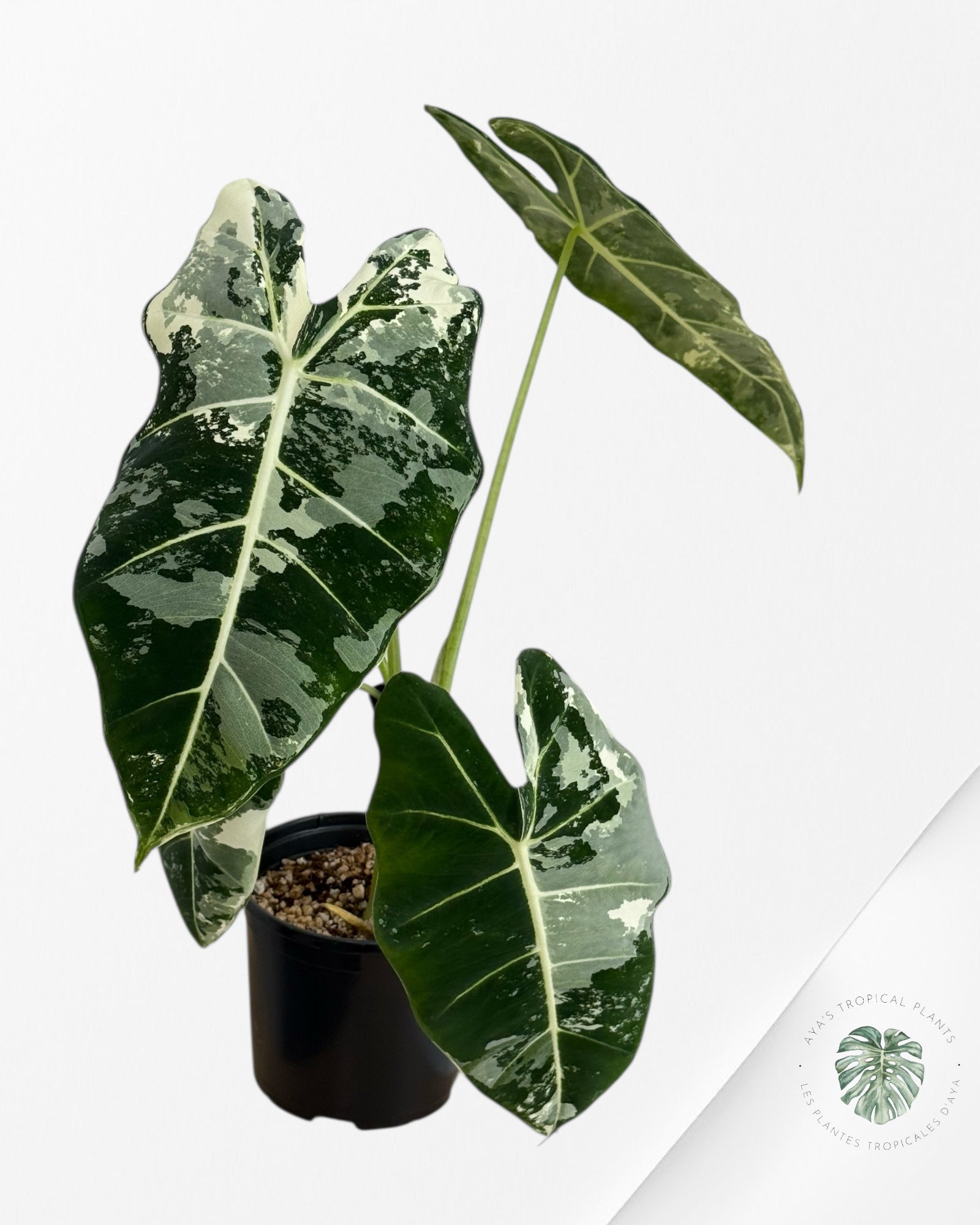 Alocasia Frydek Variegated