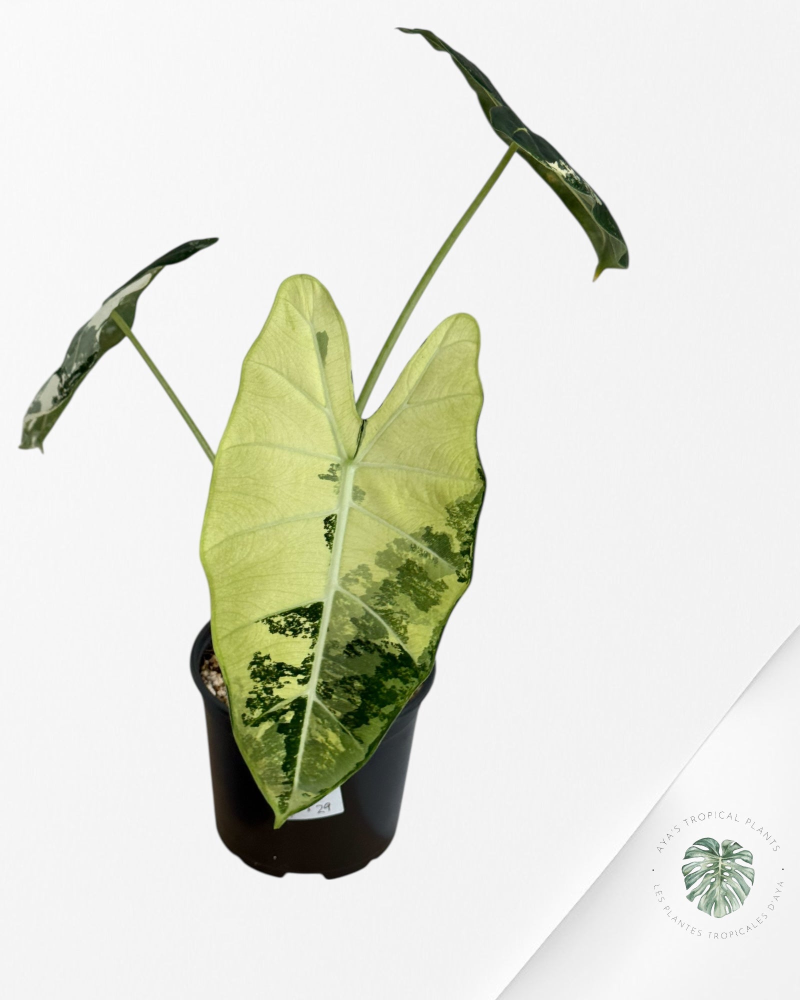 Alocasia Frydek Variegated