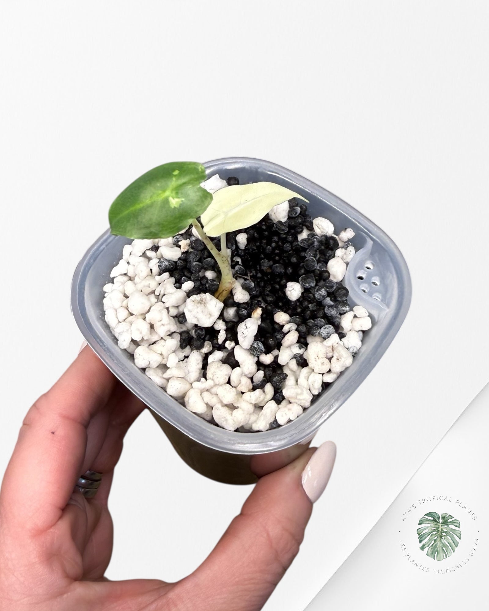 Alocasia Sarian Albo Variegated