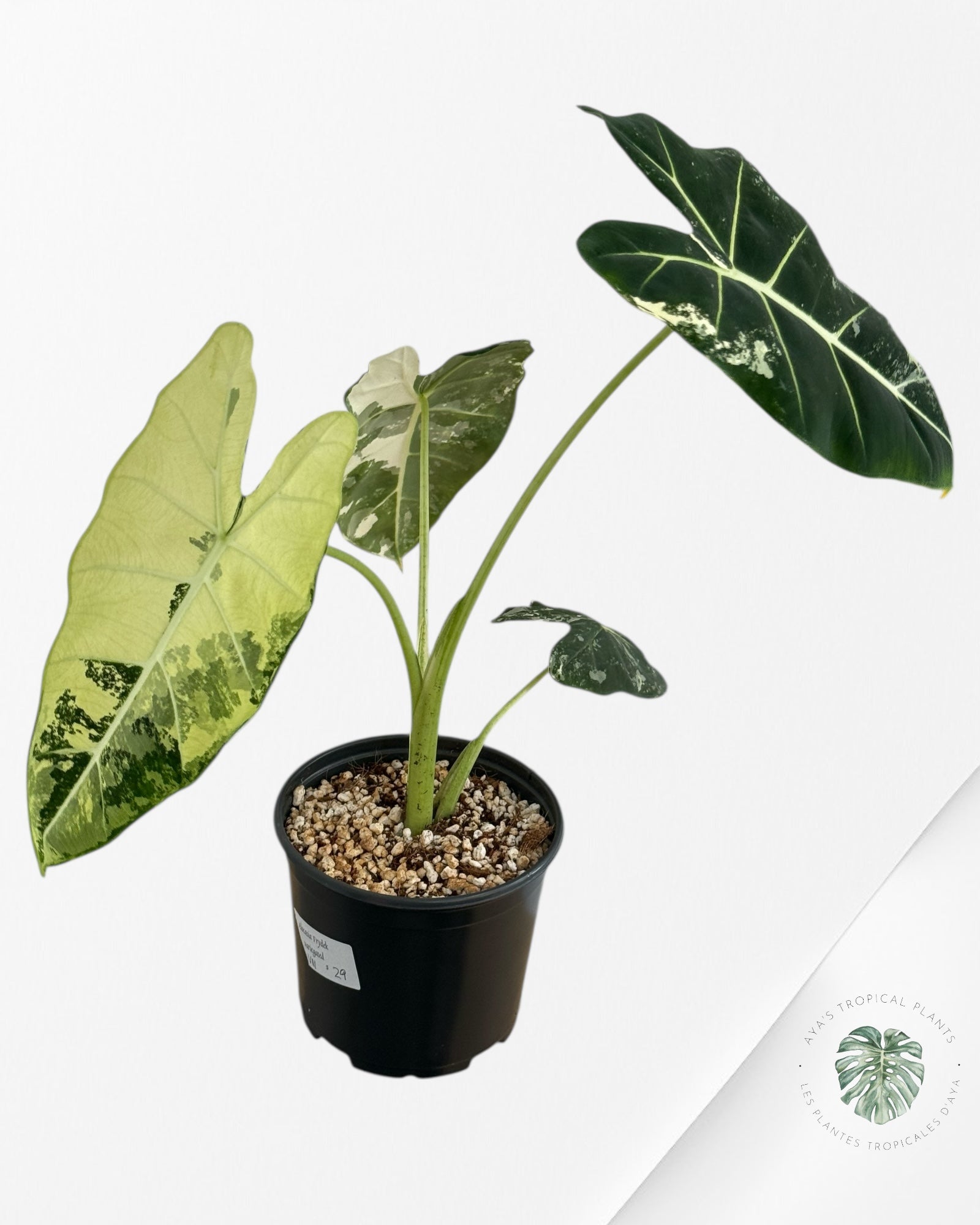 Alocasia Frydek Variegated