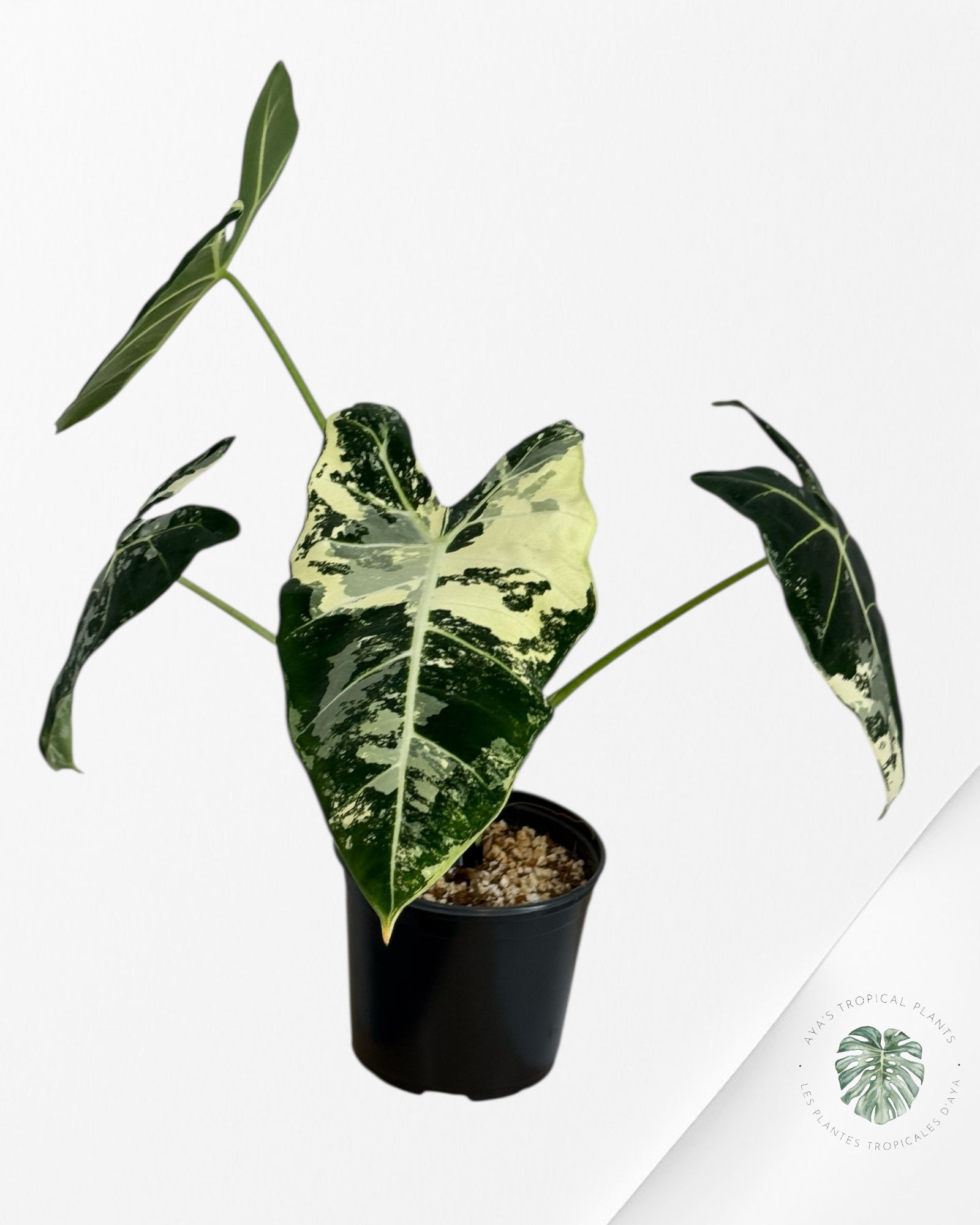 Alocasia Frydek Variegated