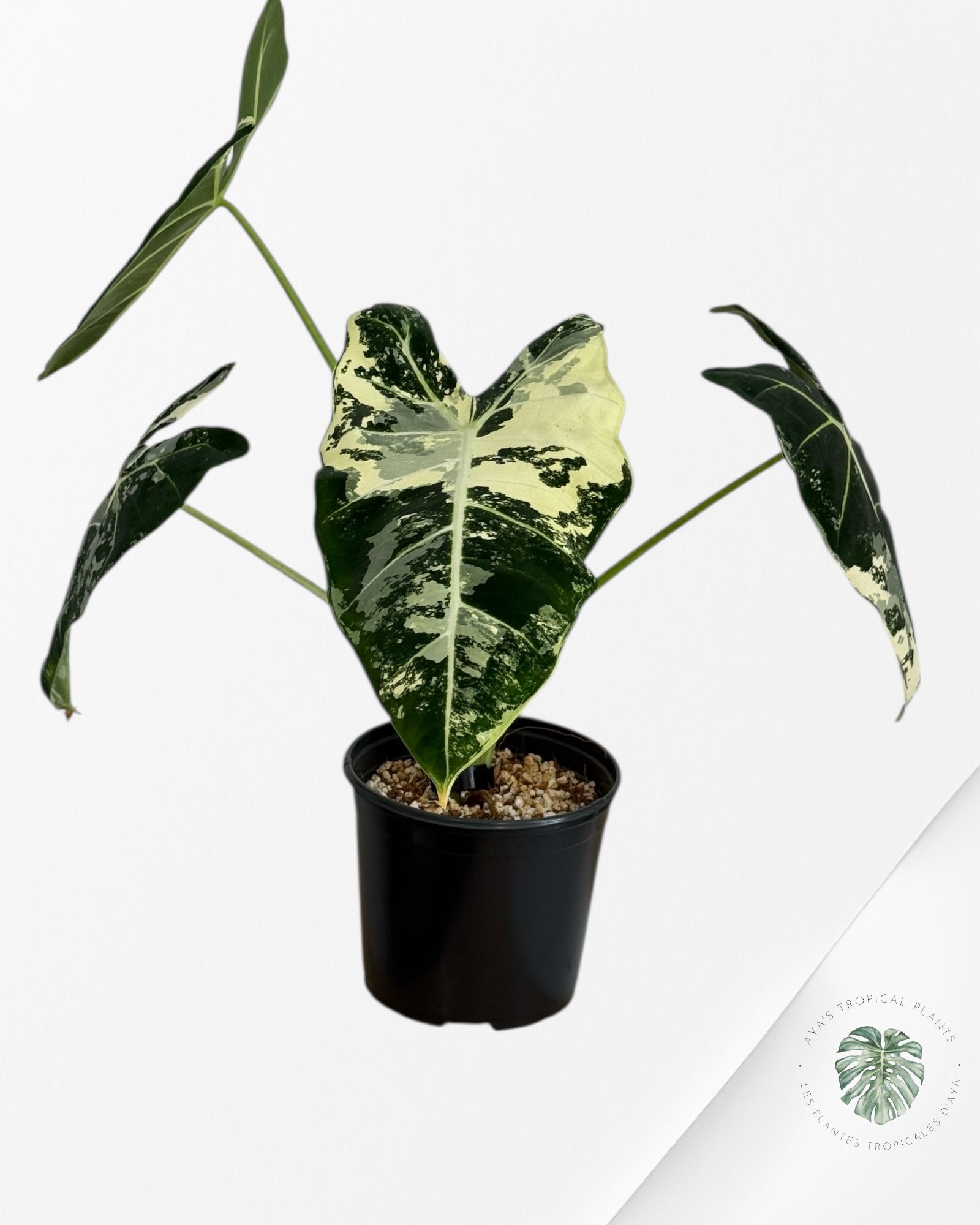 Alocasia Frydek Variegated