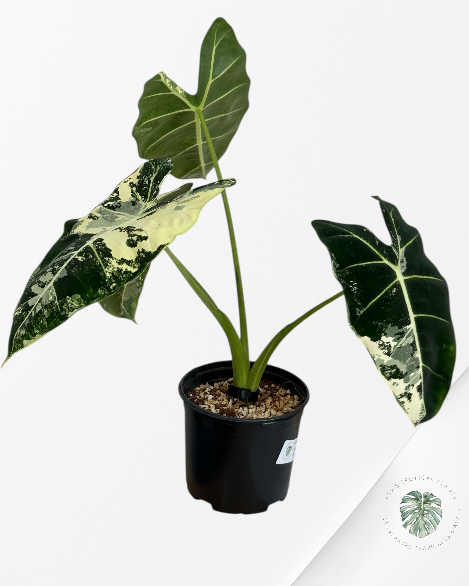 Alocasia Frydek Variegated