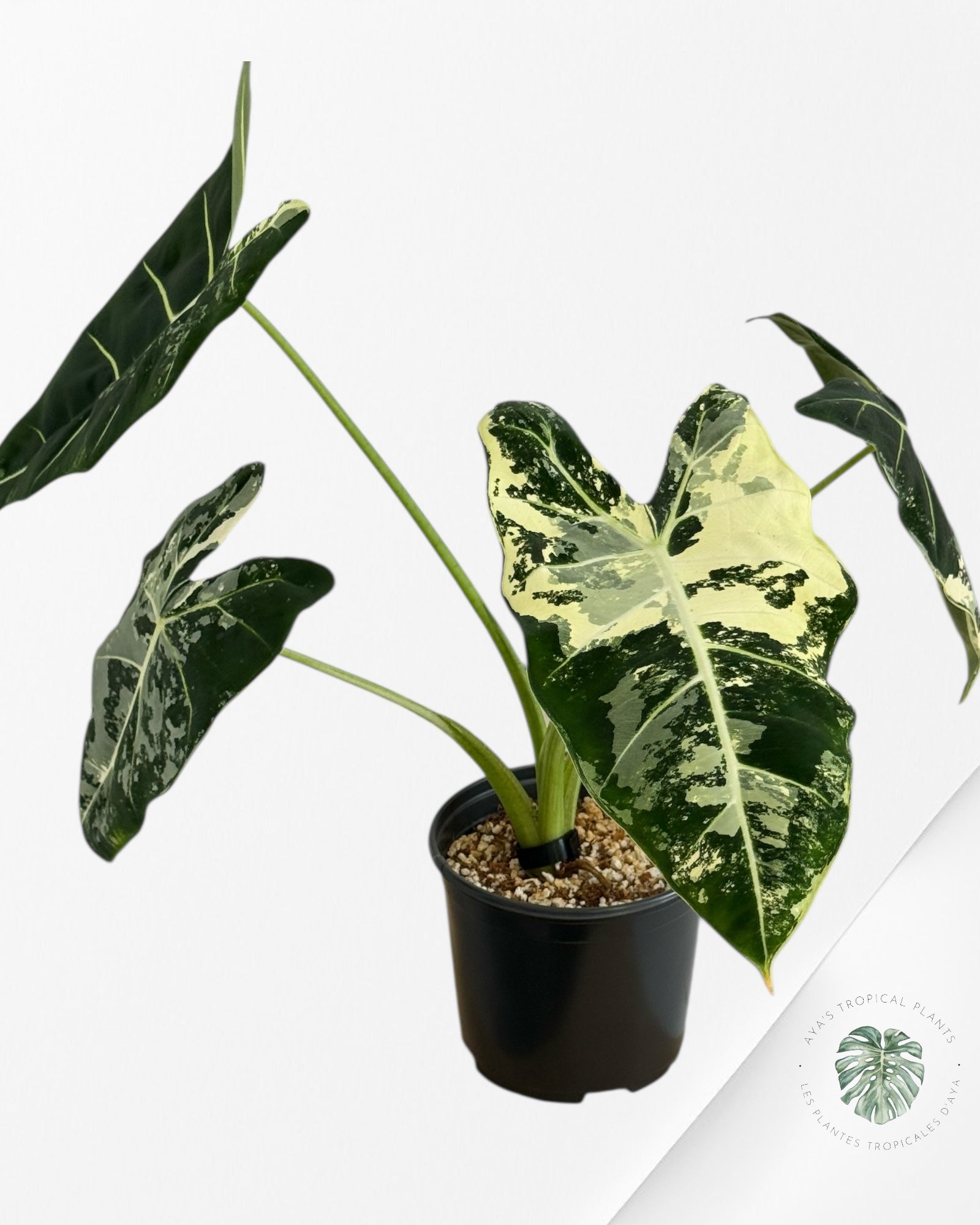 Alocasia Frydek Variegated