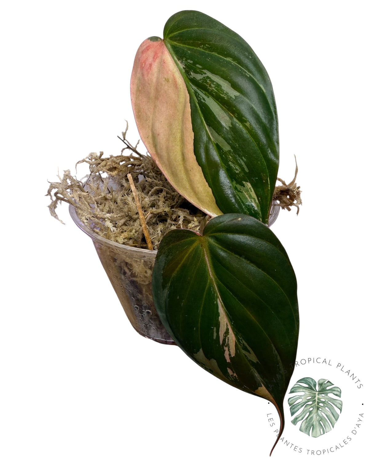 Philodendron REAL Pink Micans Variegated