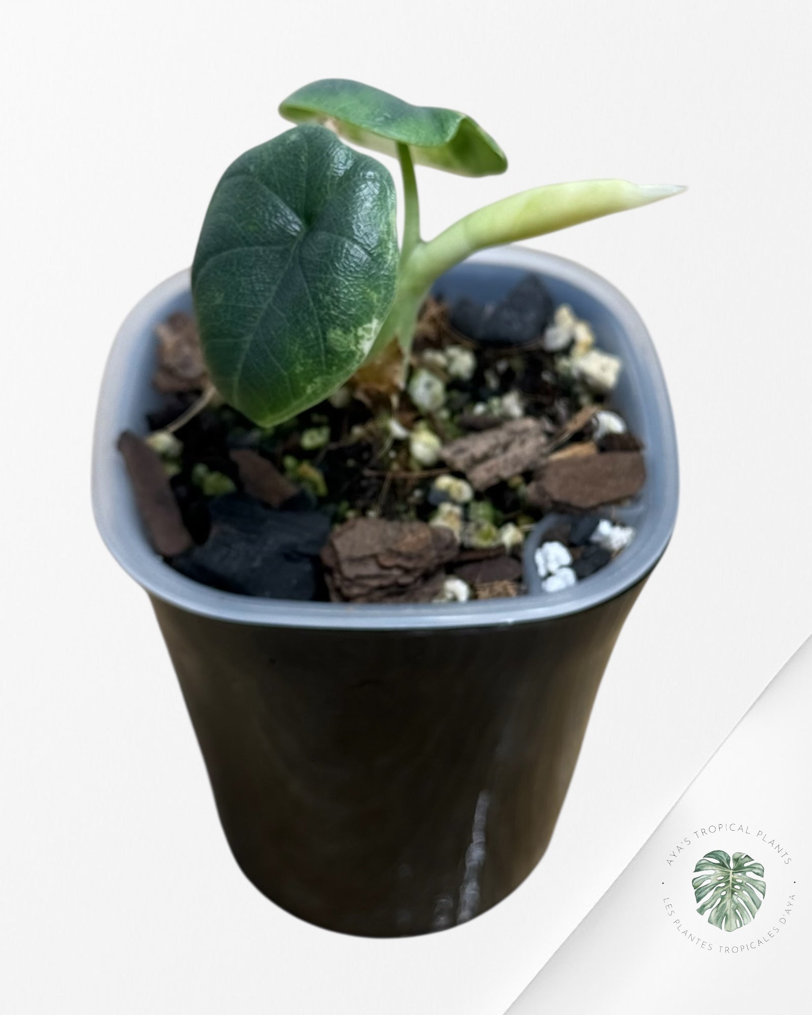 Alocasia Melo Aurea panaché