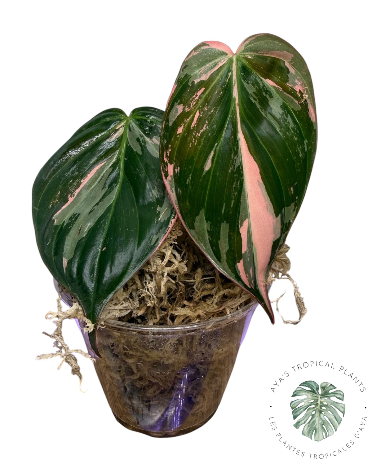 Philodendron REAL Pink Micans Variegated