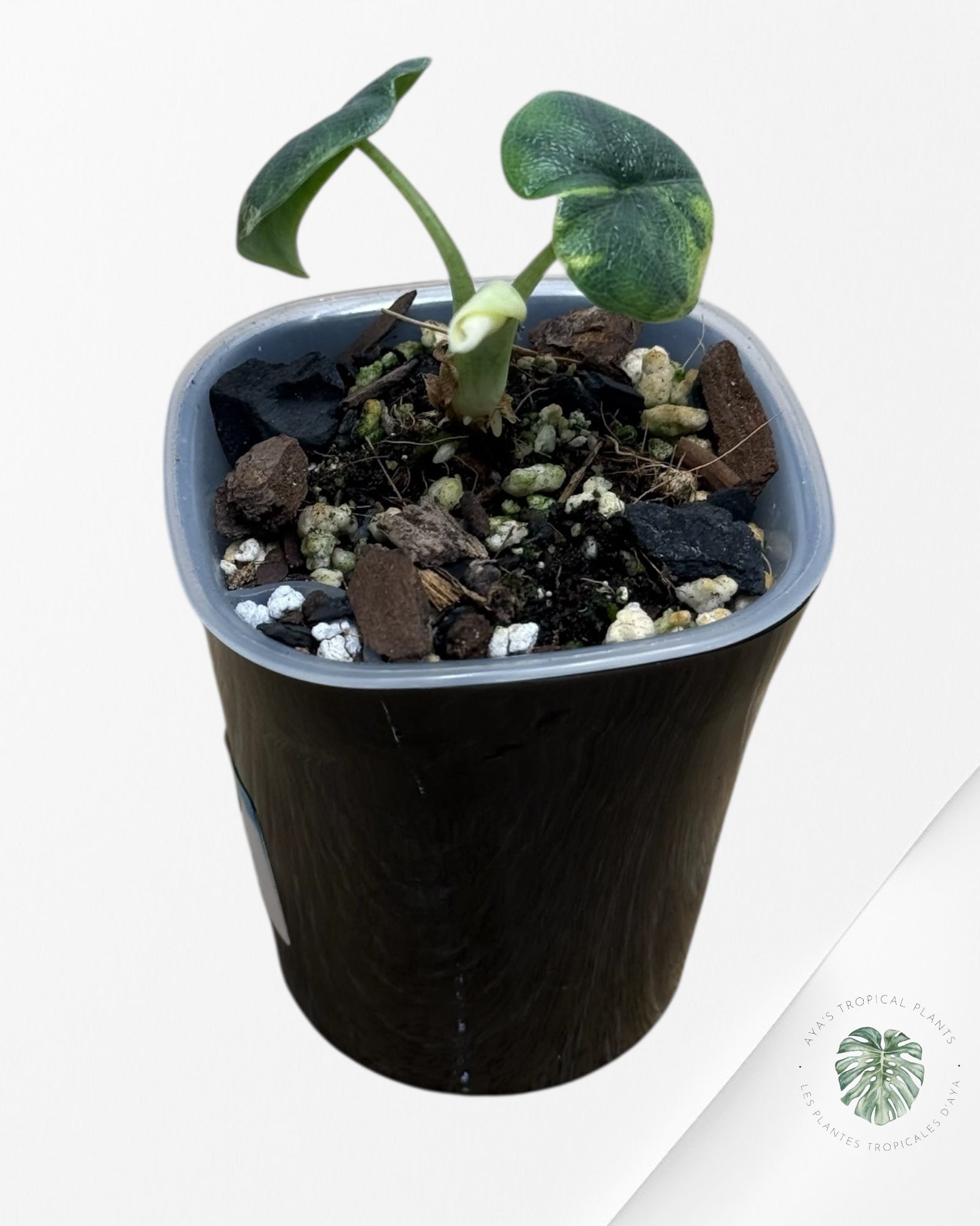 Alocasia Melo Aurea panaché