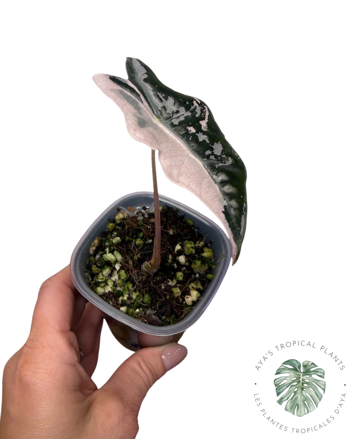 Alocasia Nobilis Panaché Rose