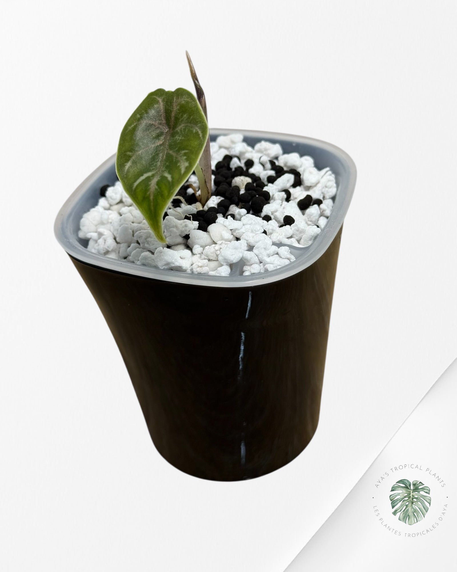 Alocasia Azlanii Pink Variegated