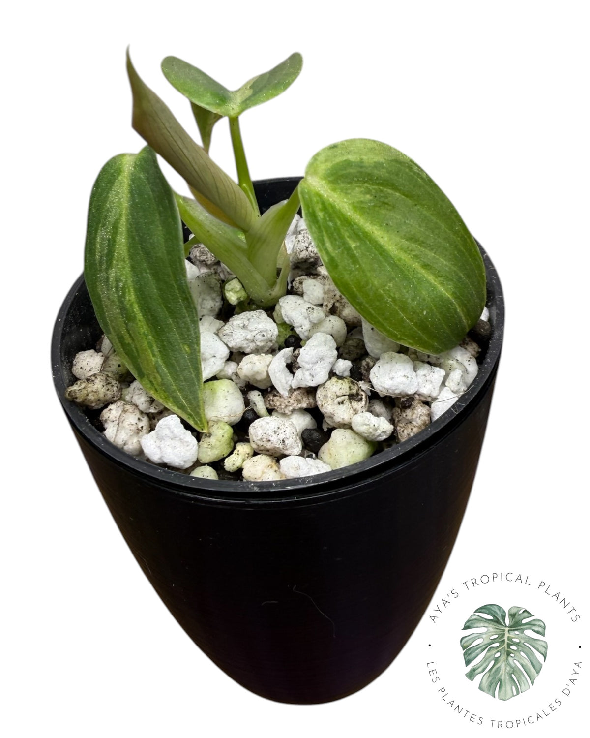 Philodendron Melanochrysum Orange