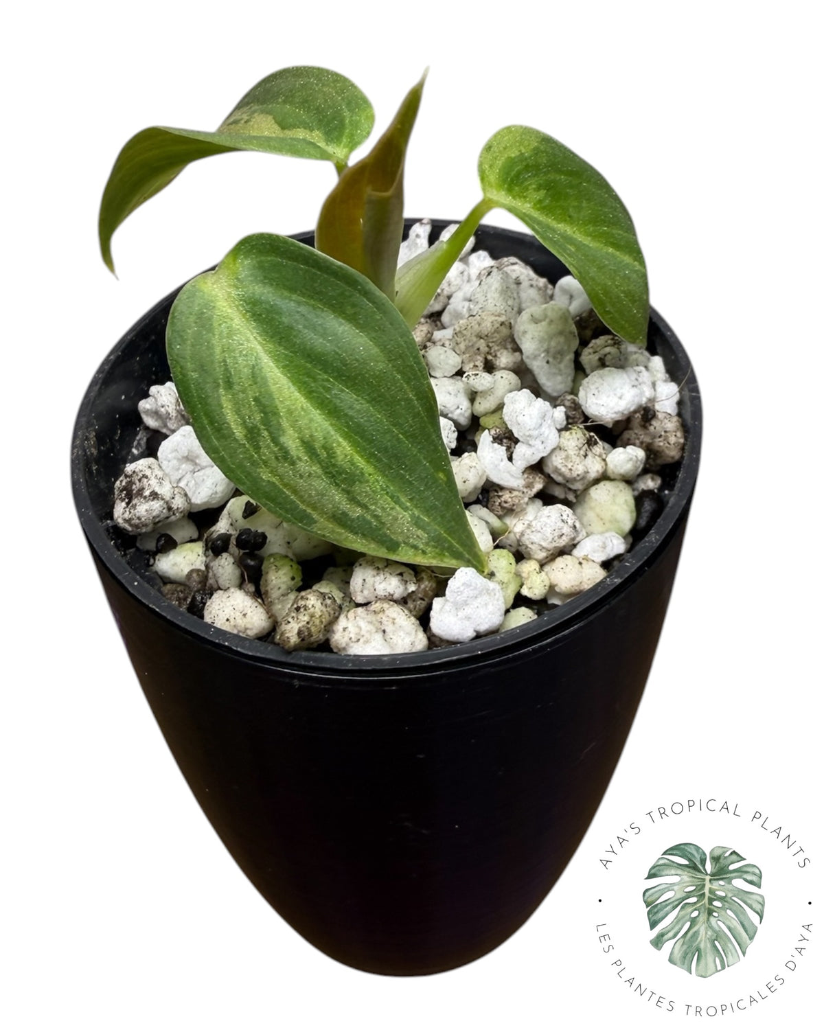 Philodendron Melanochrysum Orange