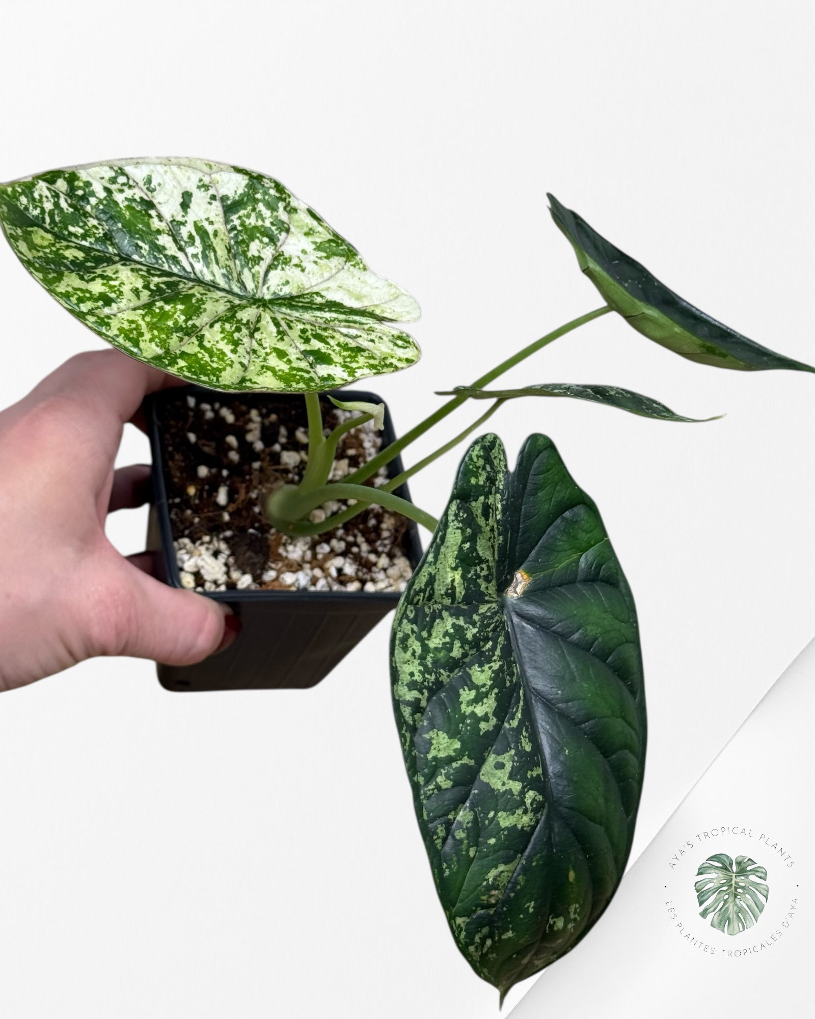 Alocasia Dragon Scale Mint |Rare Aroid| Aya's Tropical Plants