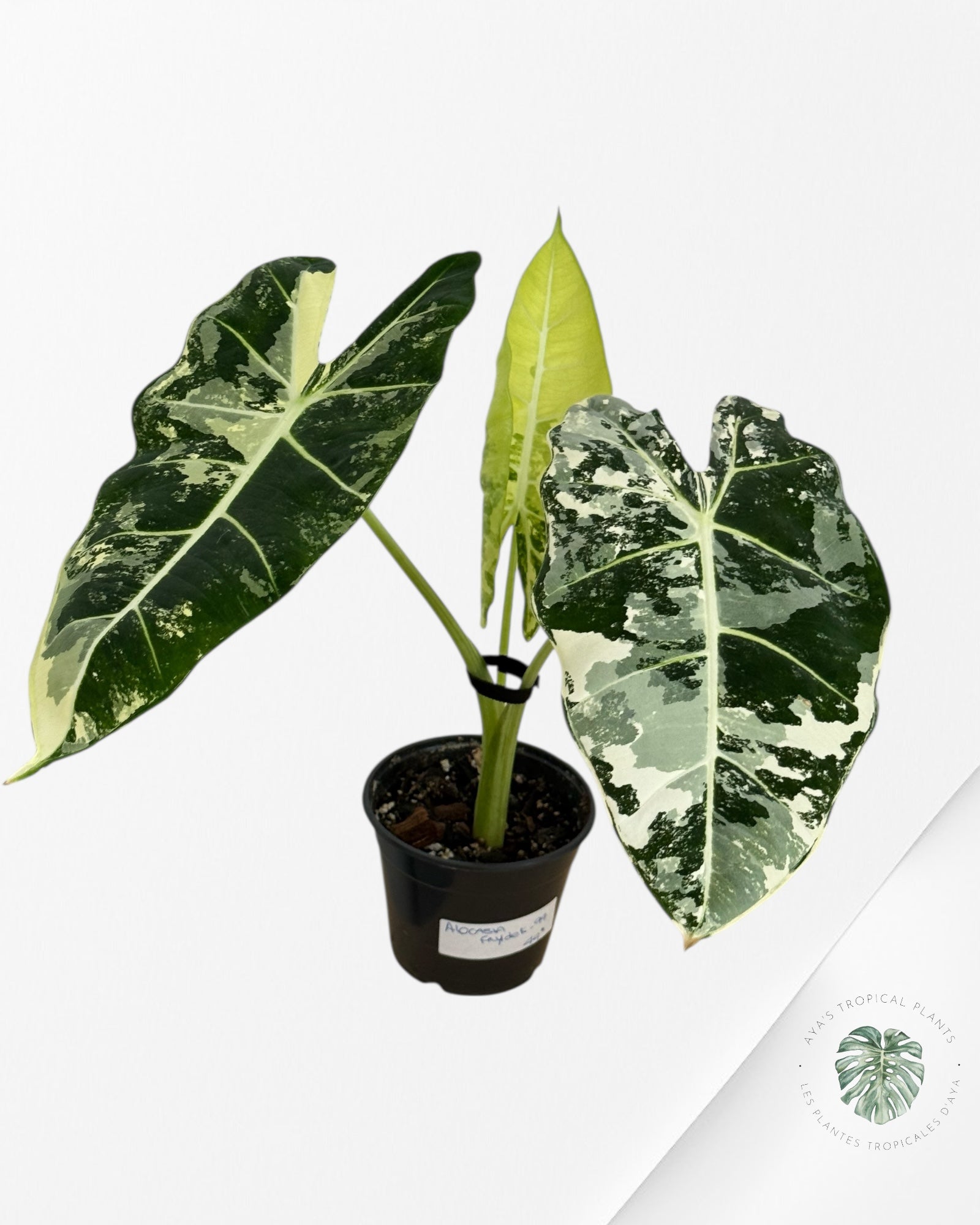 Alocasia Frydek Variegated
