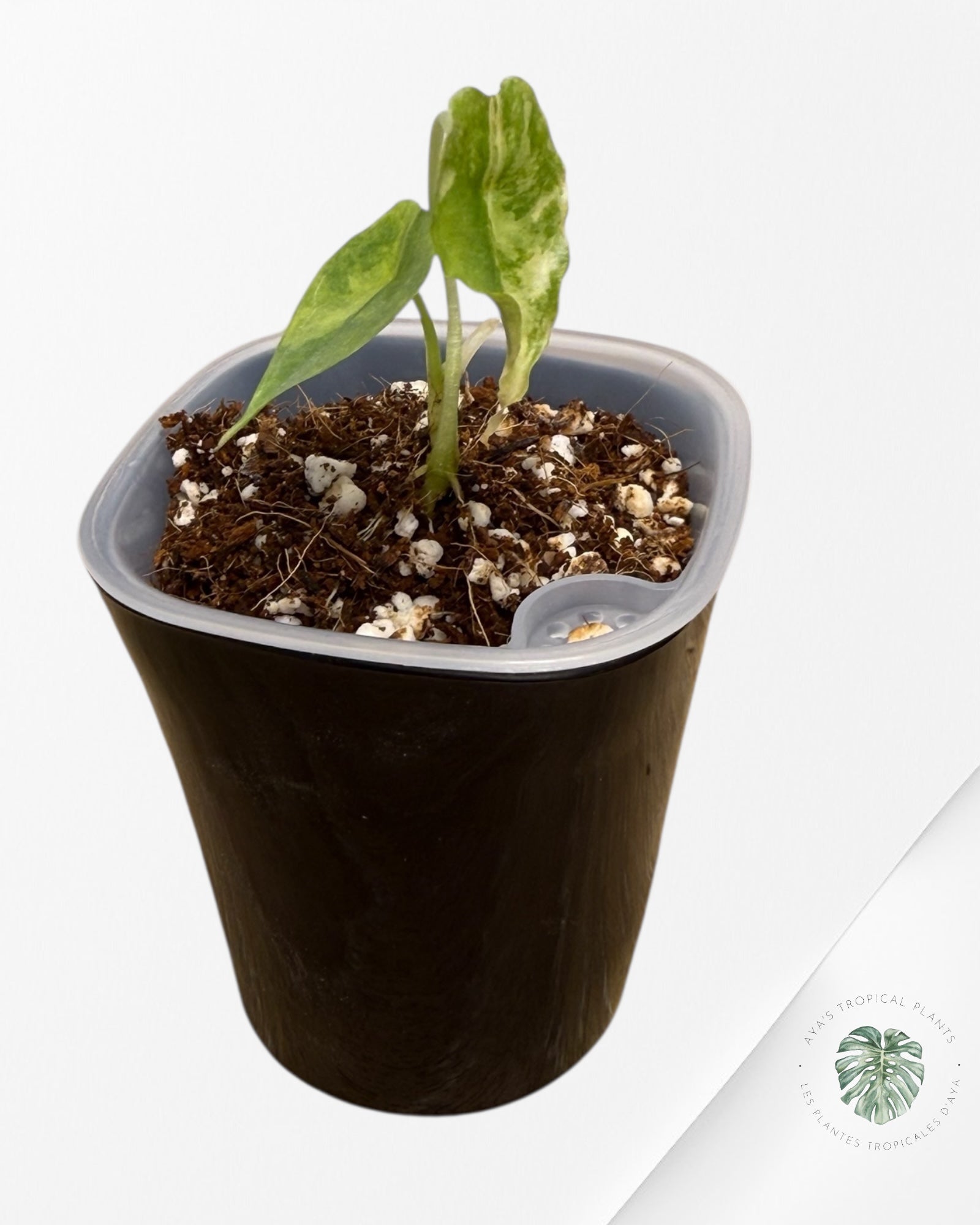 Alocasia Heterophylla "Dragons Breath" Aurea Variegated